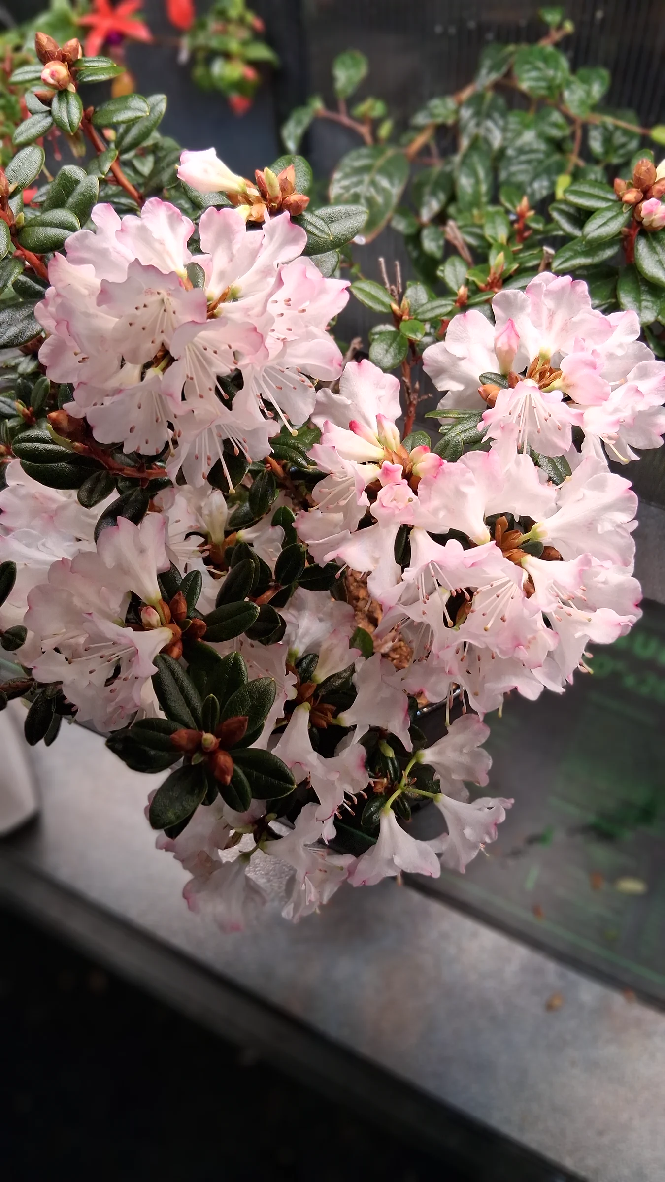 R. 'Pink Snowflakes' photo of R. 'Pink Snowflakes'. R. 'Pink Snowflakes' blooming.. Location: Biocontrols Laboratory Seatac, WA, USA. Photo by: Thatrhodylady