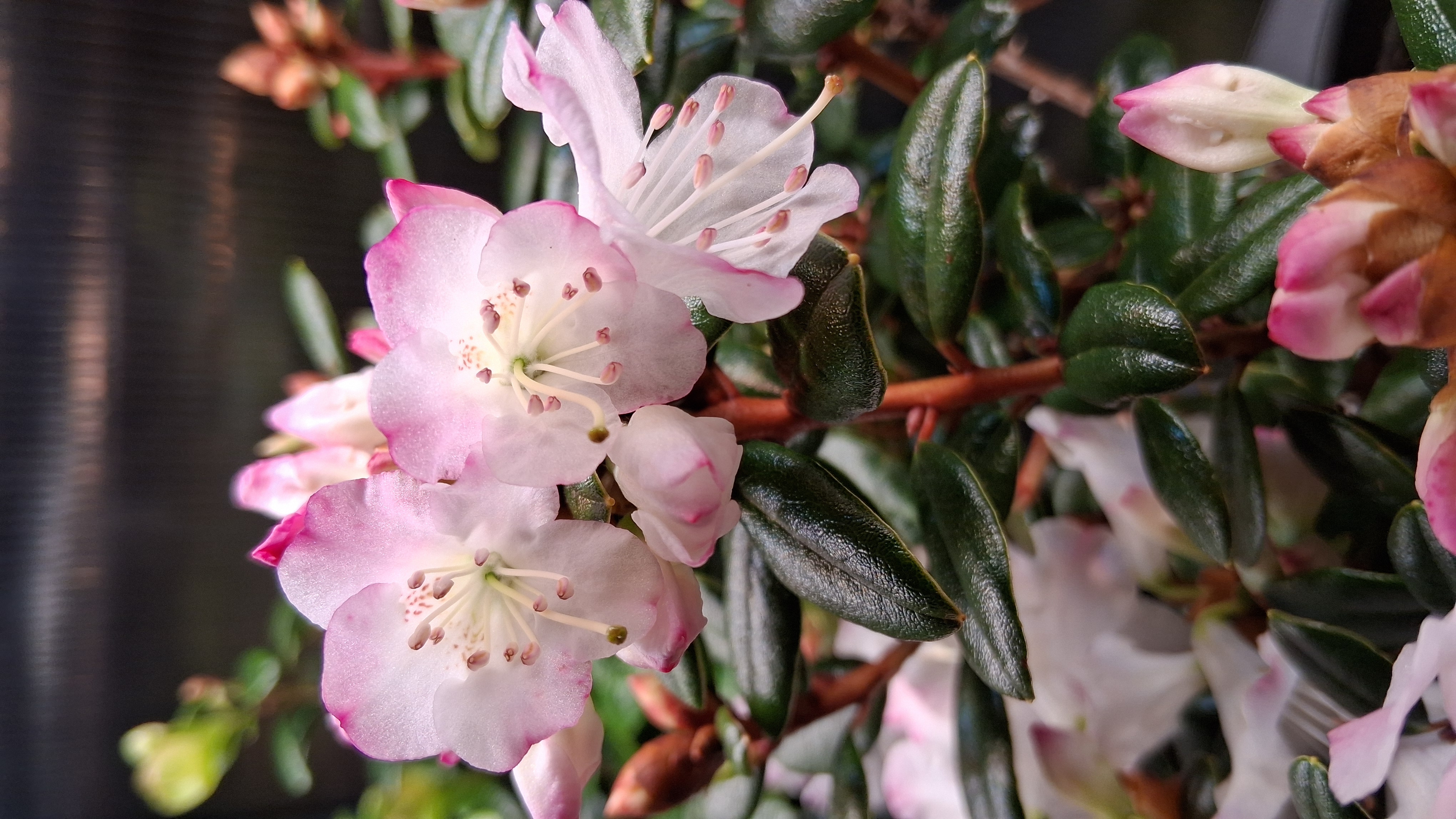 Rhododendron Pink Snowflakes photo