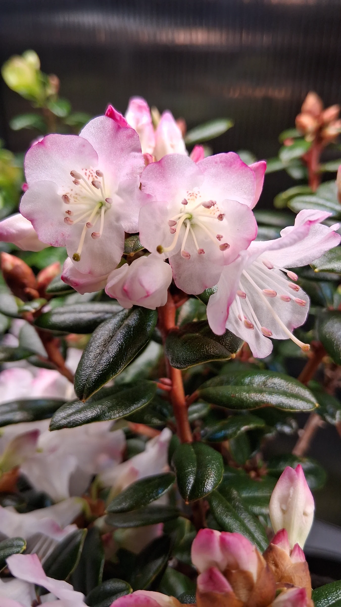 R. 'Pink Snowflakes' photo of R. 'Pink Snowflakes'. R. 'Pink Snowflakes' flowers and leaves.. Location: Biocontrols Laboratory Seatac, WA, USA. Photo by: Thatrhodylady