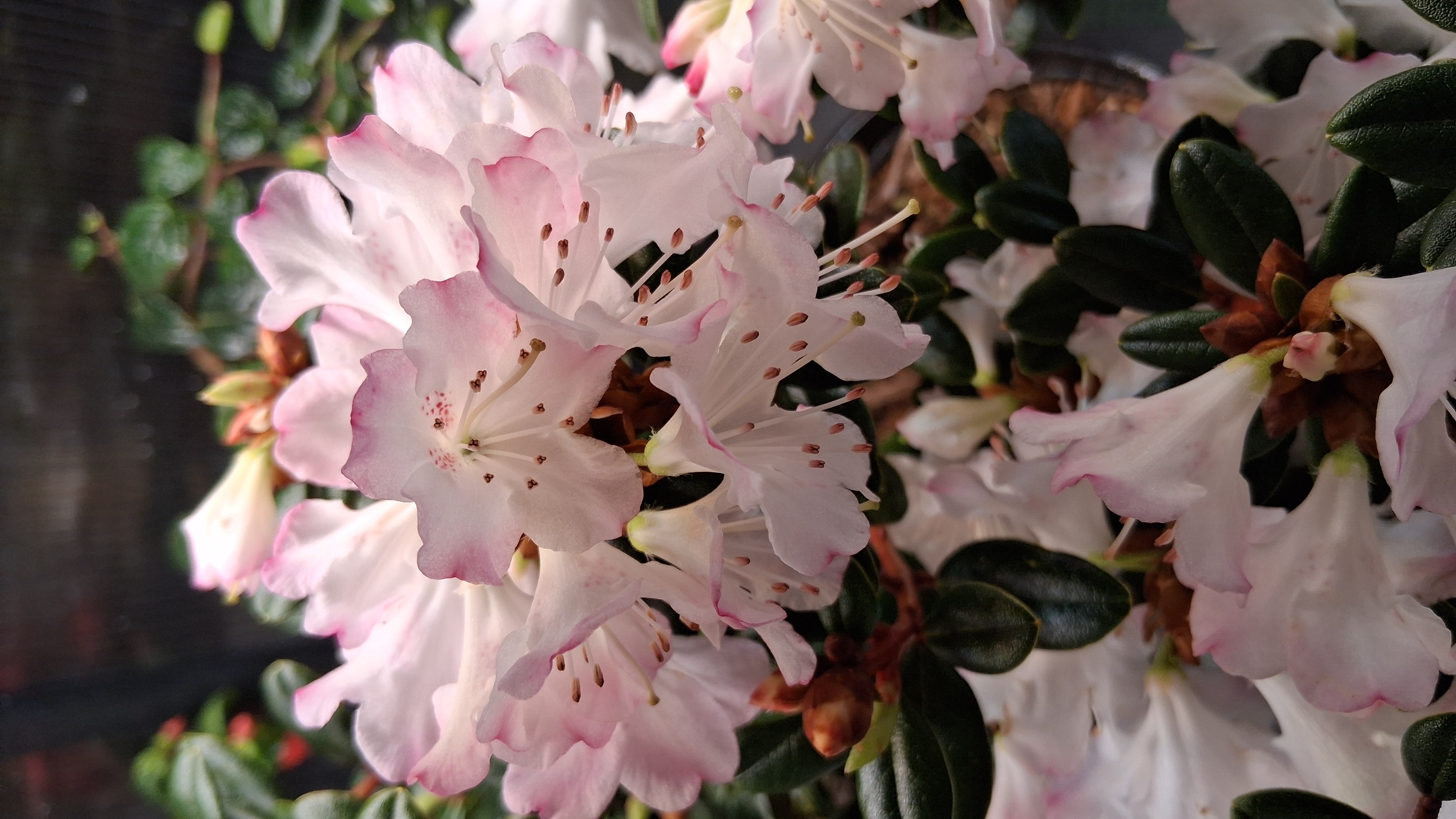 Rhododendron Pink Snowflakes photo