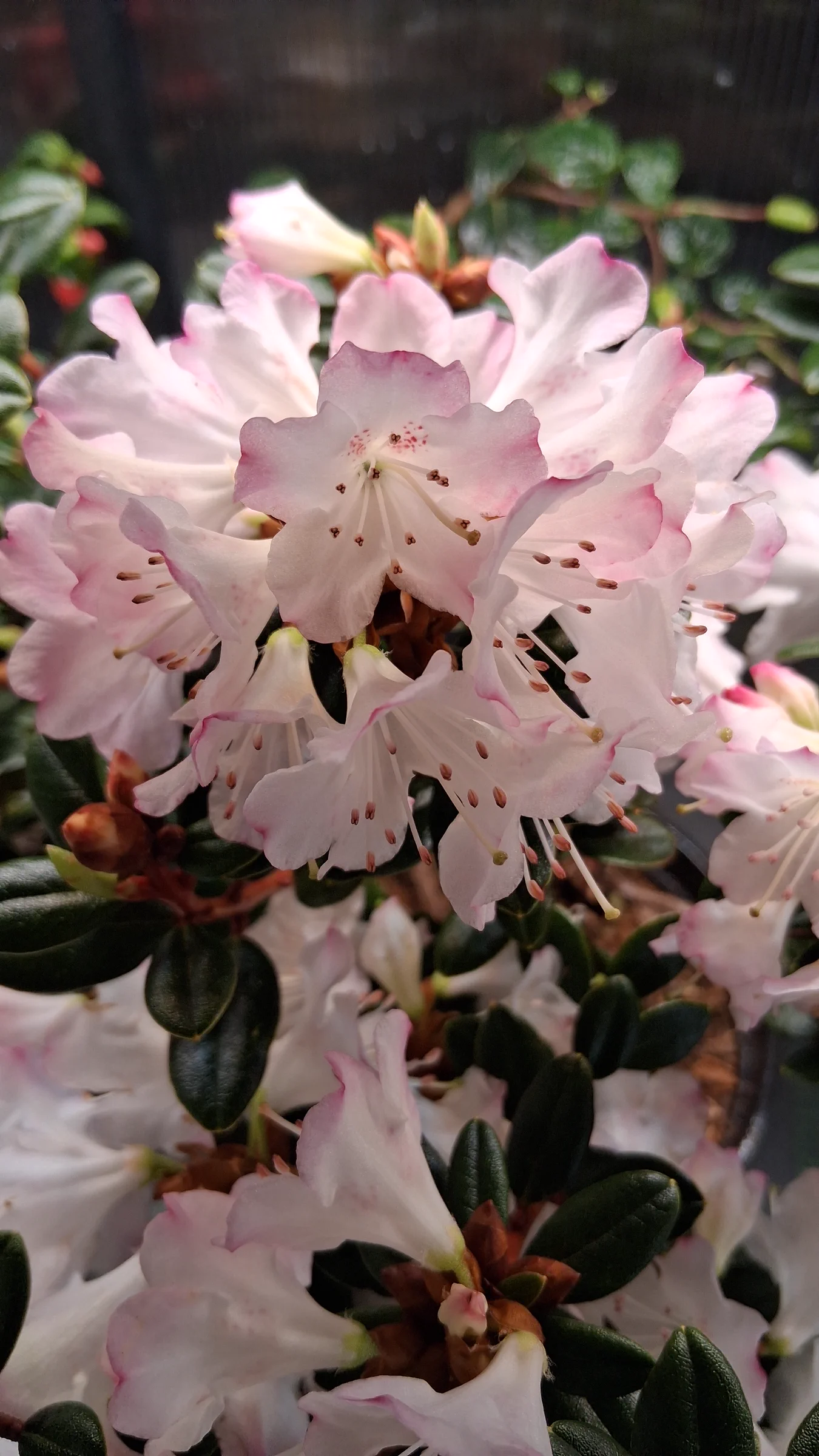 R. 'Pink Snowflakes' photo of R. 'Pink Snowflakes'. R. 'Pink Snowflakes' flowers blooming indoors.. Location: Biocontrols Laboratory Seatac, WA, USA. Photo by: Thatrhodylady
