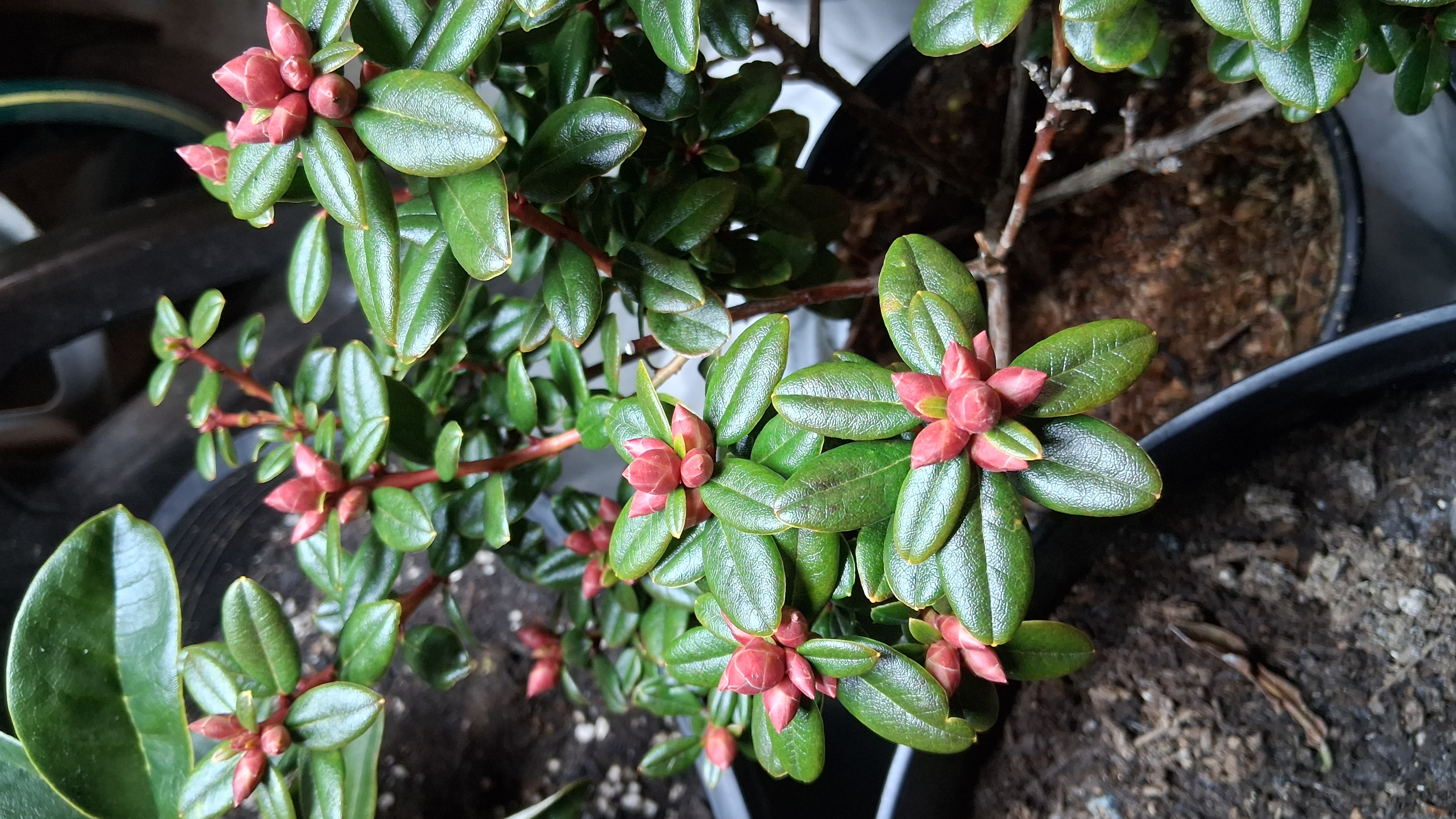 Rhododendron Pink Snowflakes photo