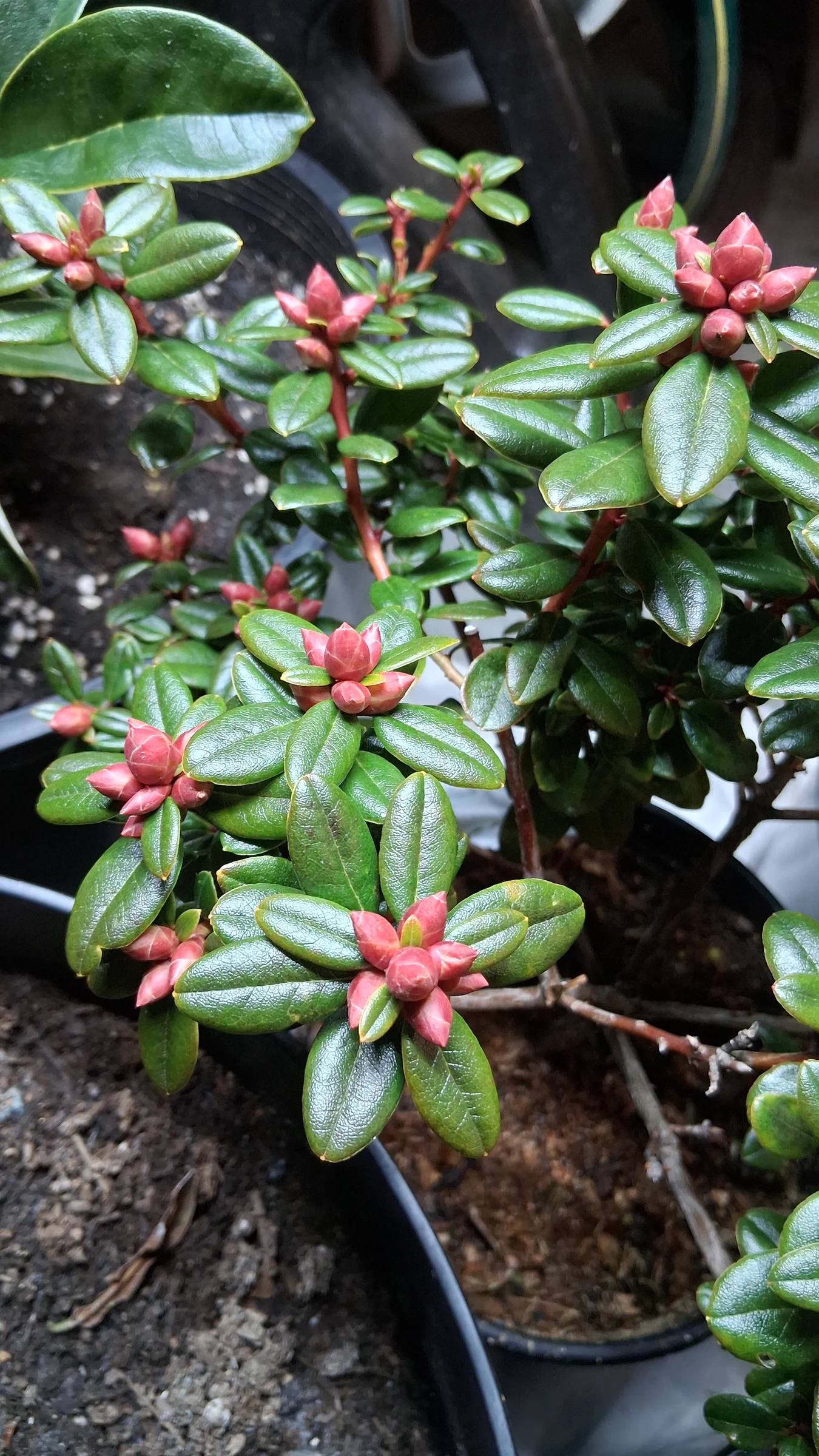 R. 'Pink Snowflakes' photo of R. 'Pink Snowflakes'. R. 'Pink Snowflakes' distinctive pink flower buds.. Location: Biocontrols Laboratory Seatac, WA, USA. Photo by: Thatrhodylady