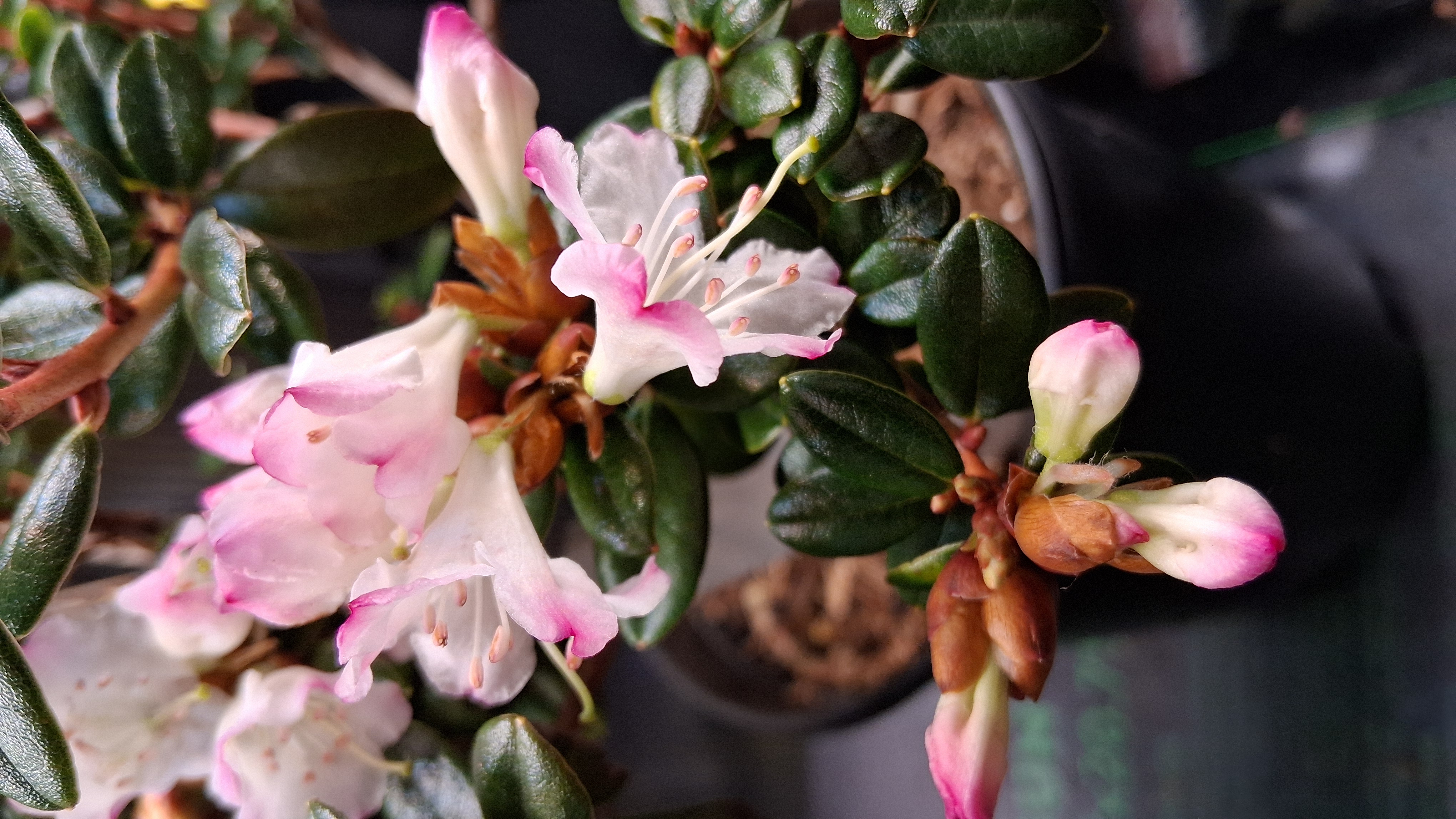 Rhododendron Pink Snowflakes photo