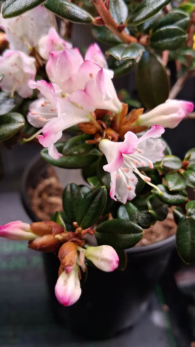 Photo of R. 'Pink Snowflakes', Rhododendron Hybrid