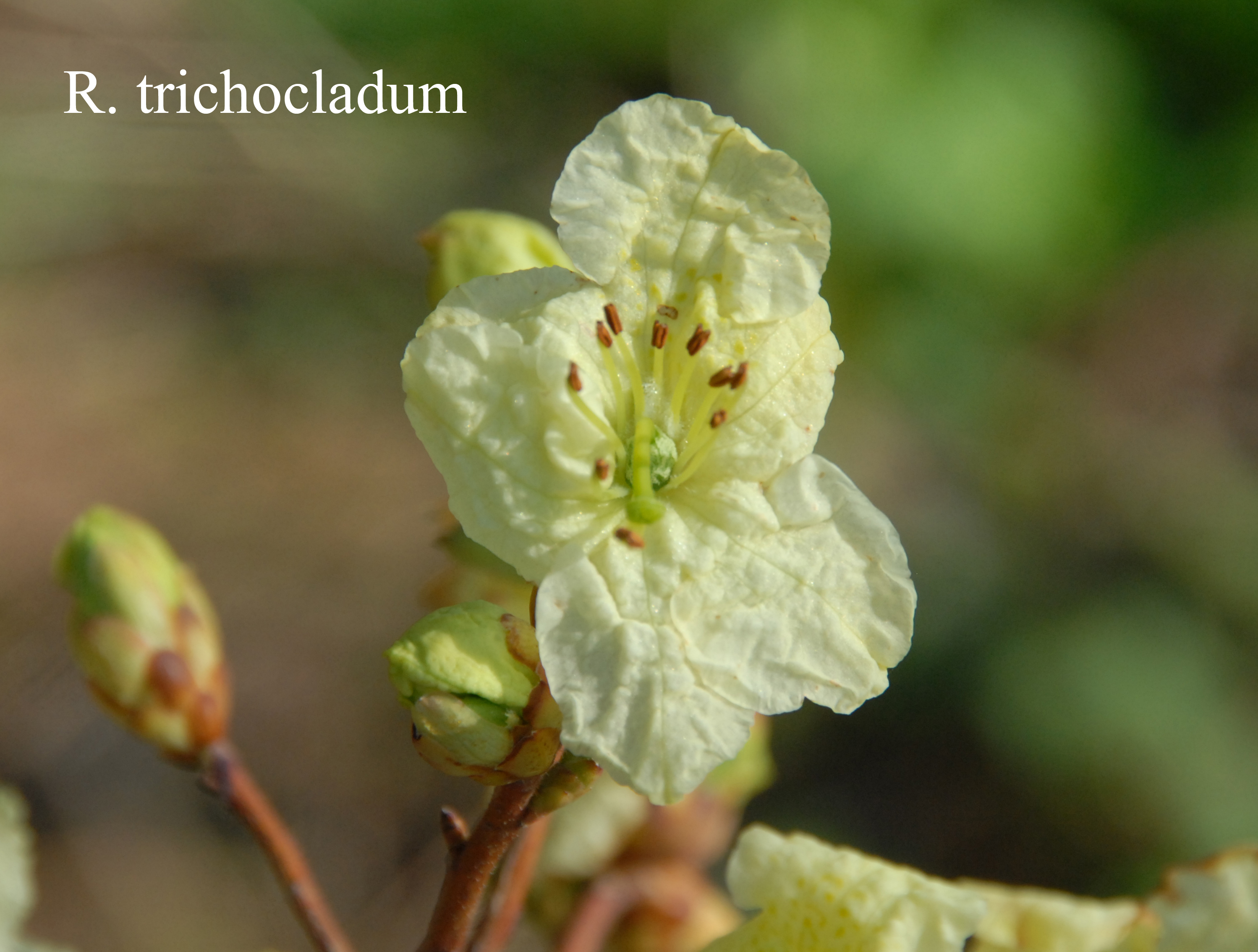 Rhododendron trichocladum photo