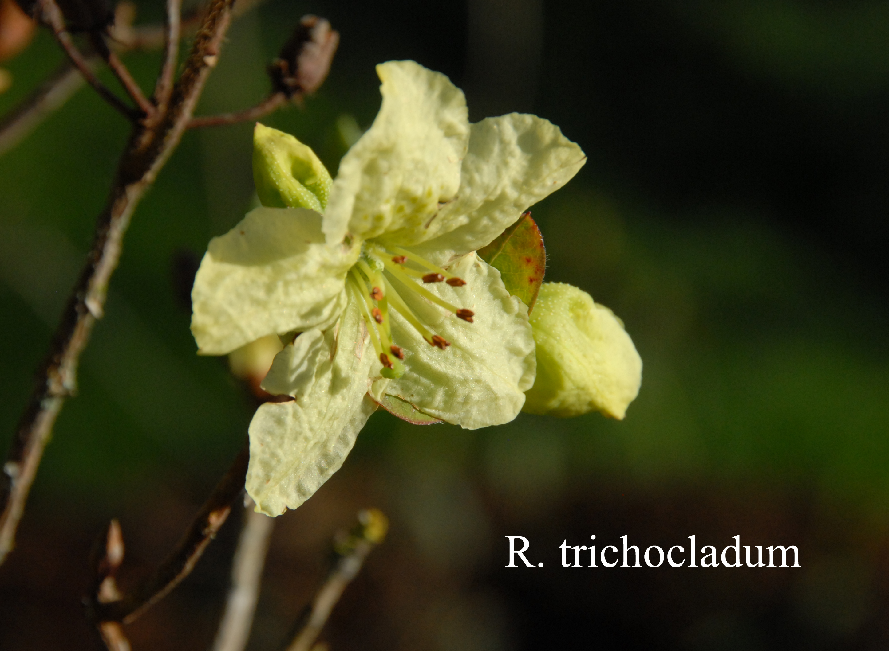 Rhododendron trichocladum photo