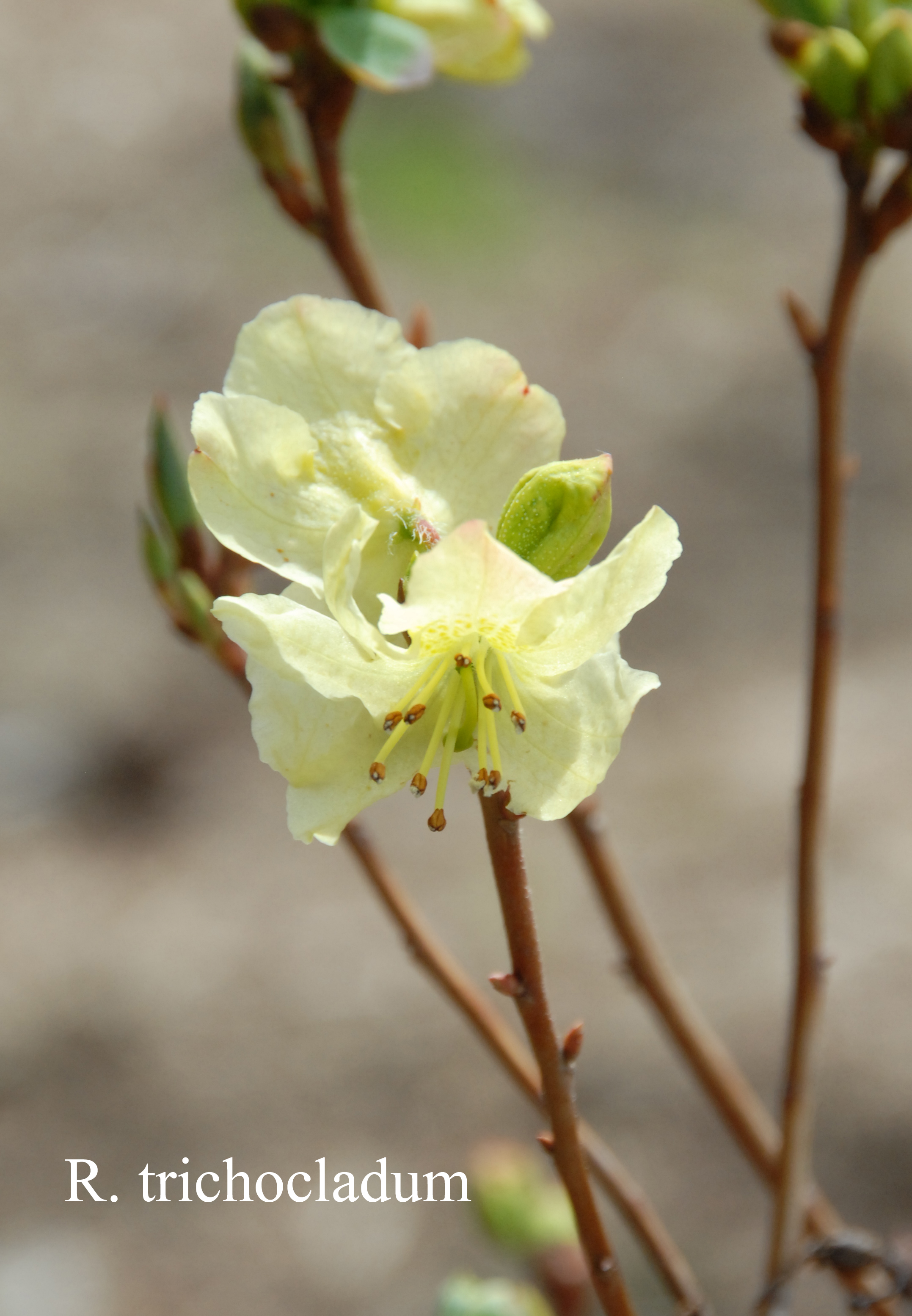 Rhododendron trichocladum photo