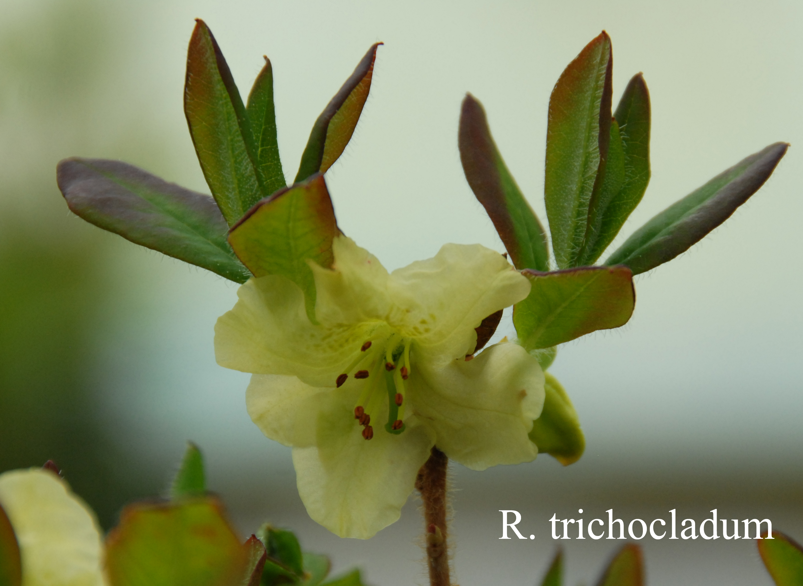 Rhododendron trichocladum photo