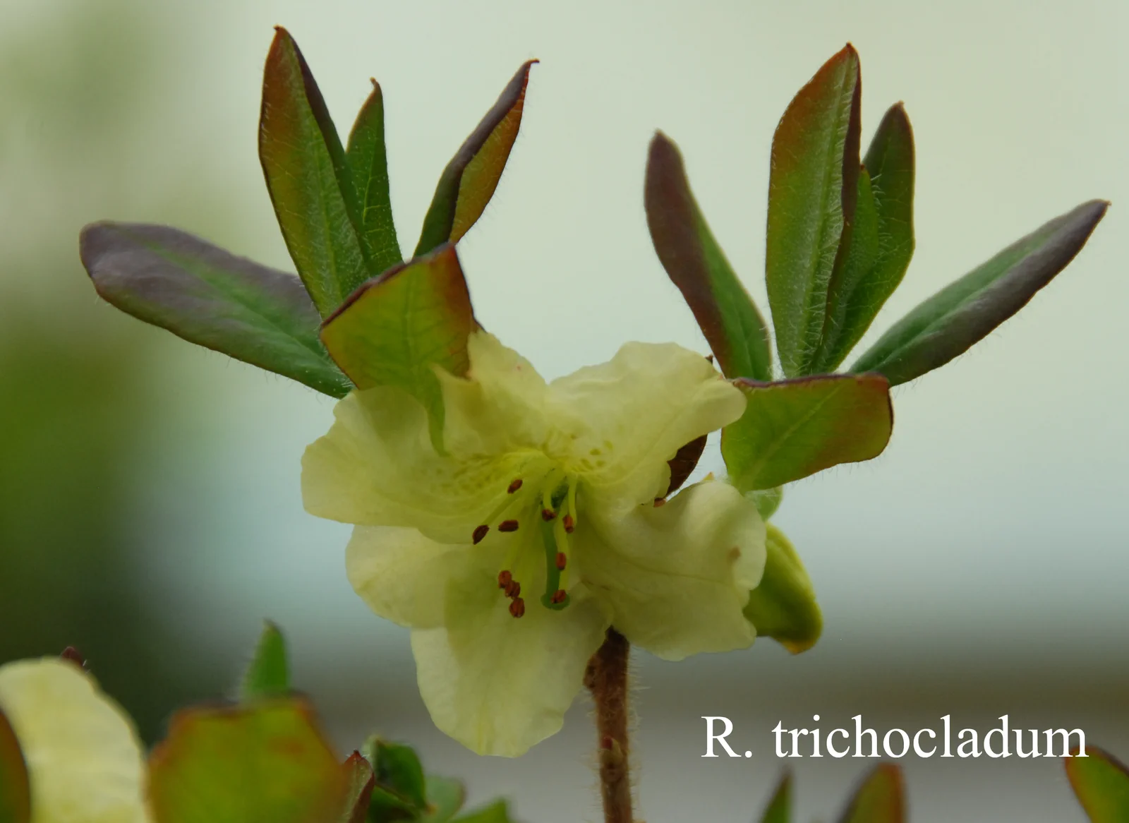 R. trichocladum photo of R. trichocladum. Location: Fearing's Farm Nursery, Abbotsford, BC, Canada. Photo by: Harold Fearing