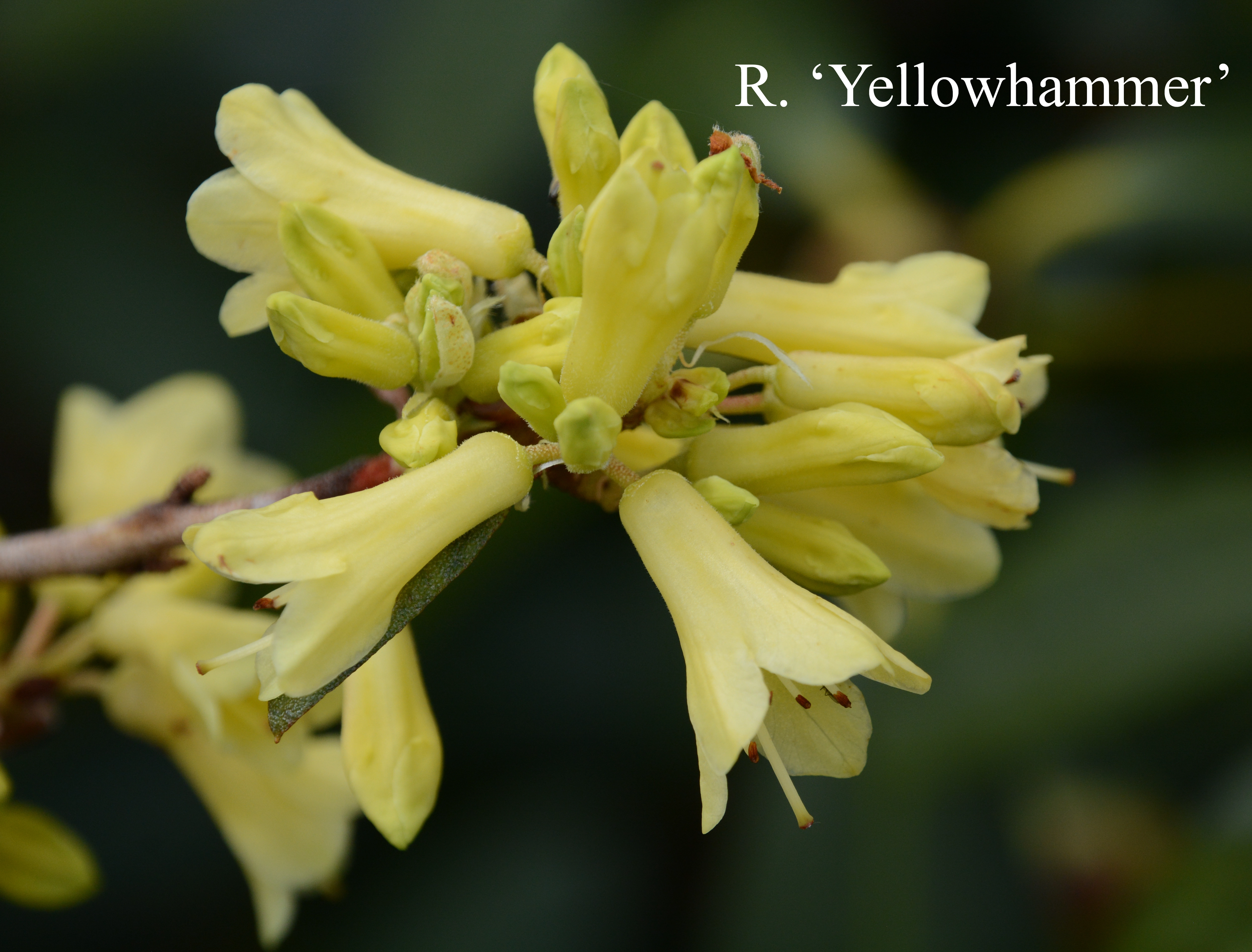 Rhododendron Yellow Hammer Group photo