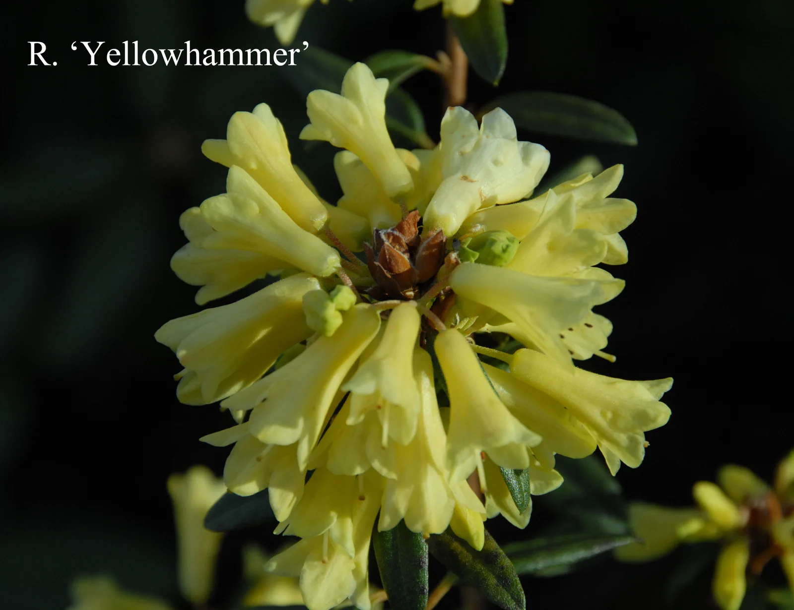 R. 'Yellow Hammer Group' photo of R. 'Yellow Hammer Group'. Location: Fearing's Farm Nursery, Abbotsford, BC, Canada. Photo by: Harold Fearing