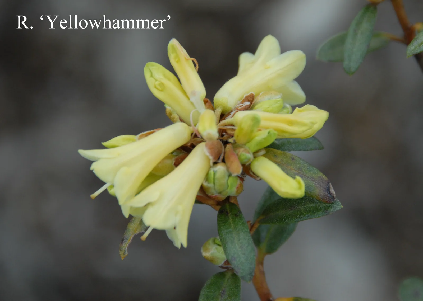 R. 'Yellow Hammer Group' photo of R. 'Yellow Hammer Group'. Location: Fearing's Farm Nursery, Abbotsford, BC, Canada. Photo by: Harold Fearing