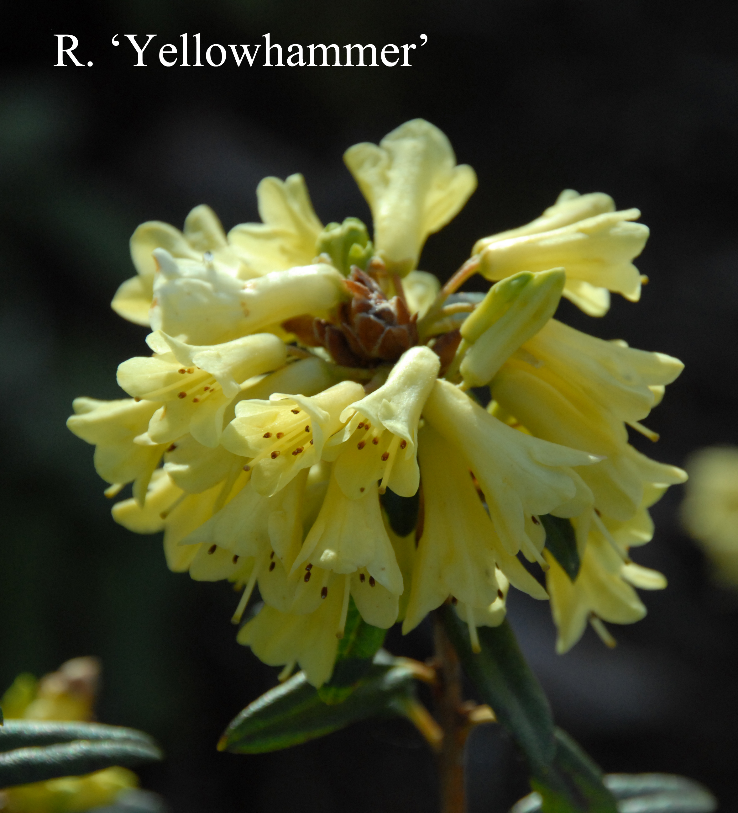 Rhododendron Yellow Hammer Group photo