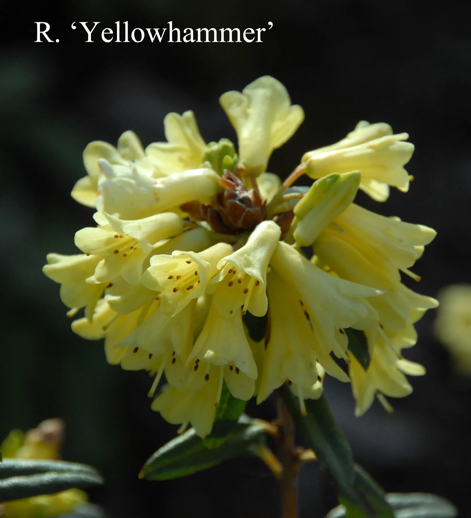 R. 'Yellow Hammer Group' photo of R. 'Yellow Hammer Group'. Location: Fearing's Farm Nursery, Abbotsford, BC, Canada. Photo by: Harold Fearing