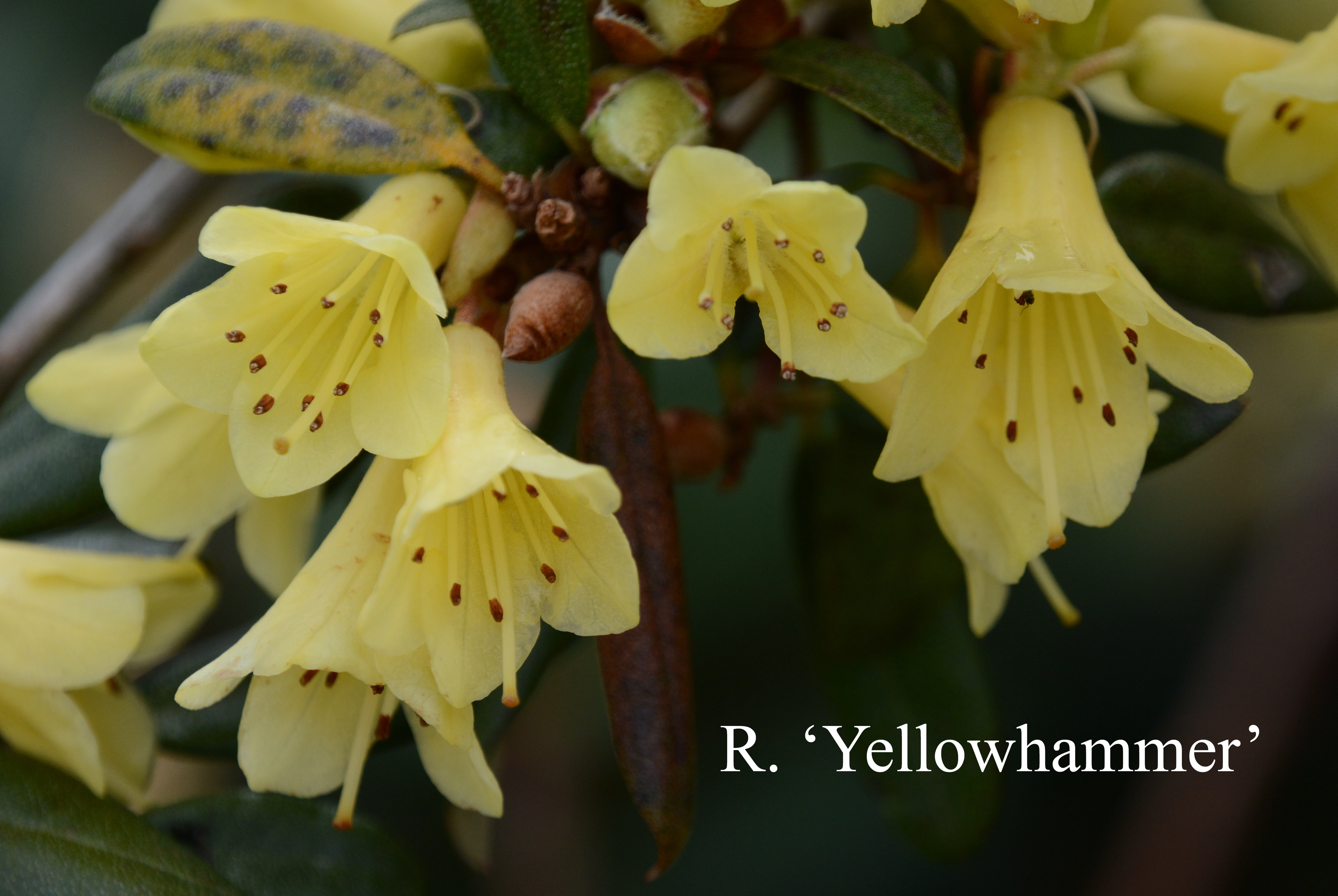Rhododendron Yellow Hammer Group photo