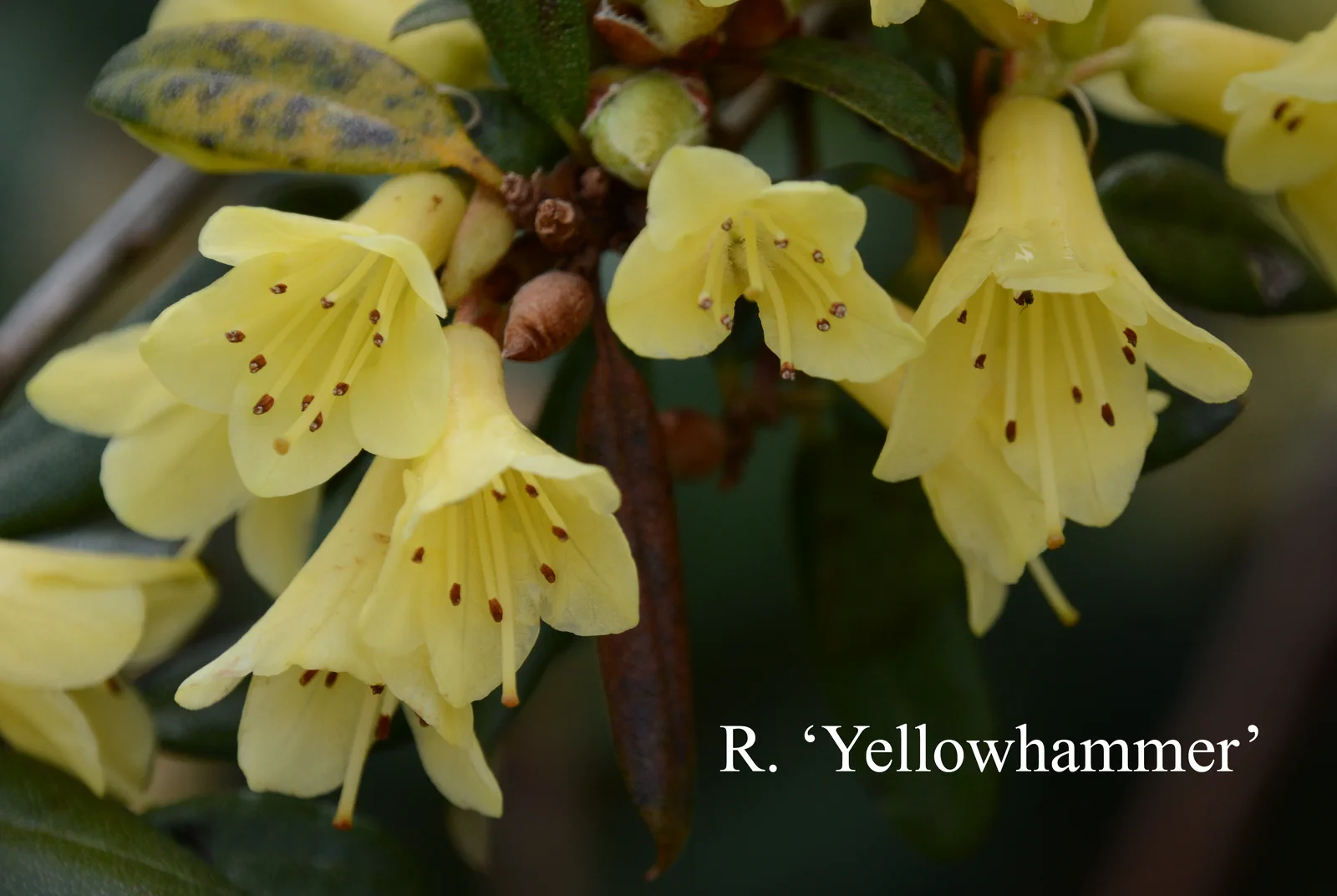 R. 'Yellow Hammer Group' photo of R. 'Yellow Hammer Group'. Location: Fearing's Farm Nursery, Abbotsford, BC, Canada. Photo by: Harold Fearing