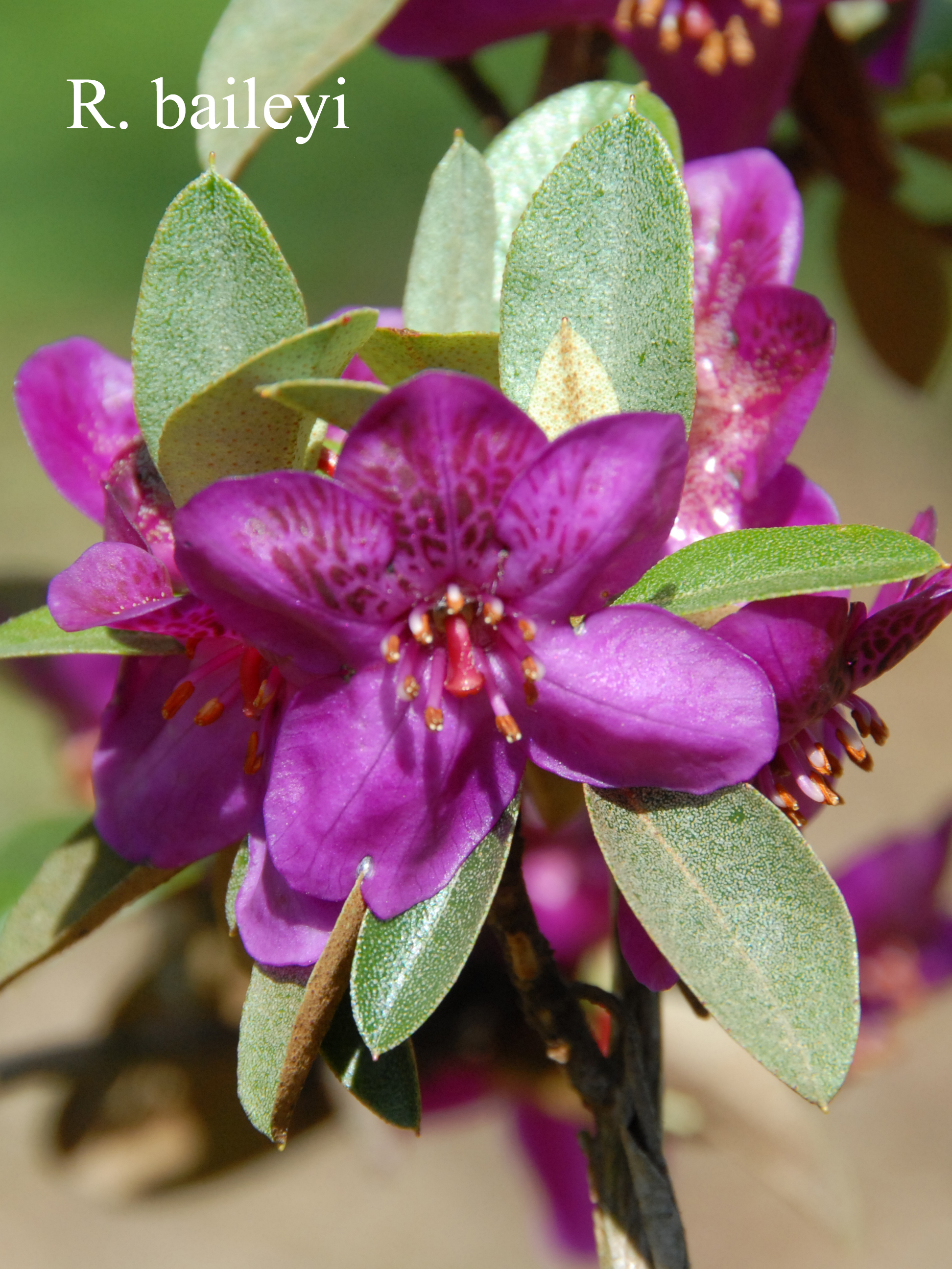 Rhododendron baileyi photo