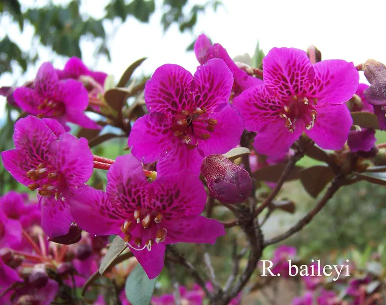 Photo of R. baileyi, Species