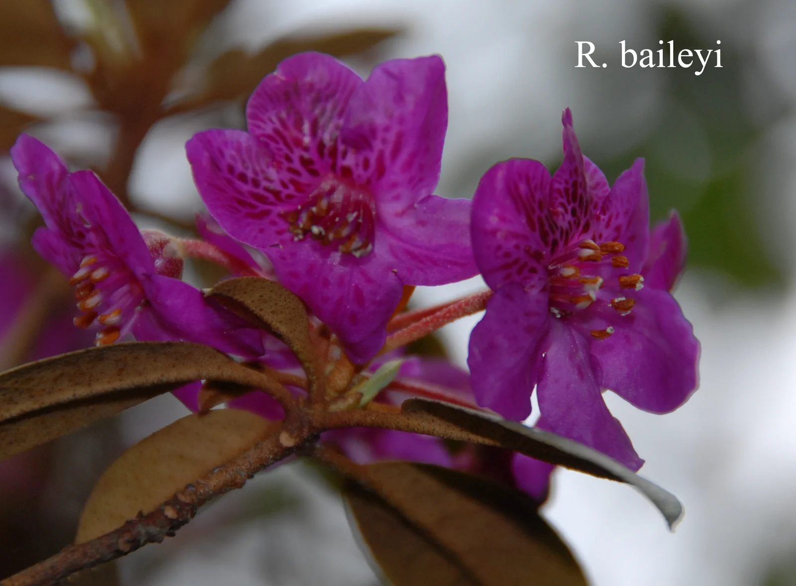 R. baileyi photo of R. baileyi. Location: Fearing's Farm Nursery, Abbotsford, BC, Canada. Photo by: Harold Fearing