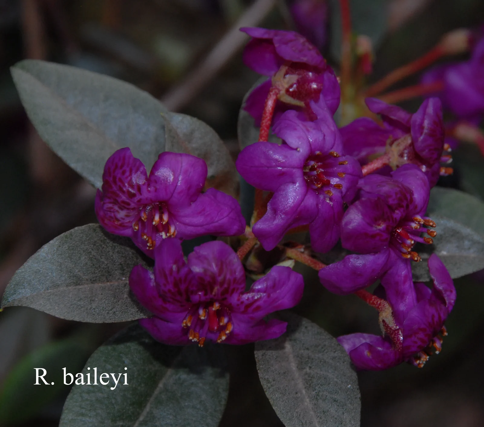 R. baileyi photo of R. baileyi. Location: Fearing's Farm Nursery, Abbotsford, BC, Canada. Photo by: Harold Fearing