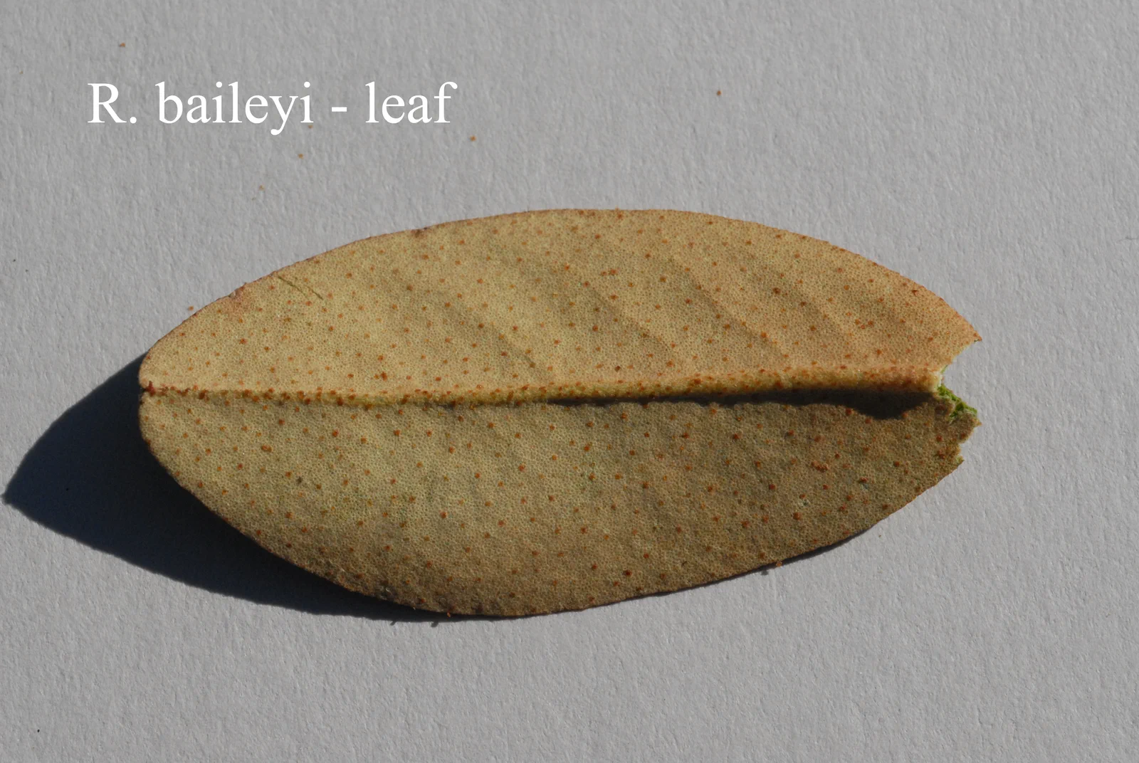 R. baileyi photo of R. baileyi. Leaf. Location: Fearing's Farm Nursery, Abbotsford, BC, Canada. Photo by: Harold Fearing