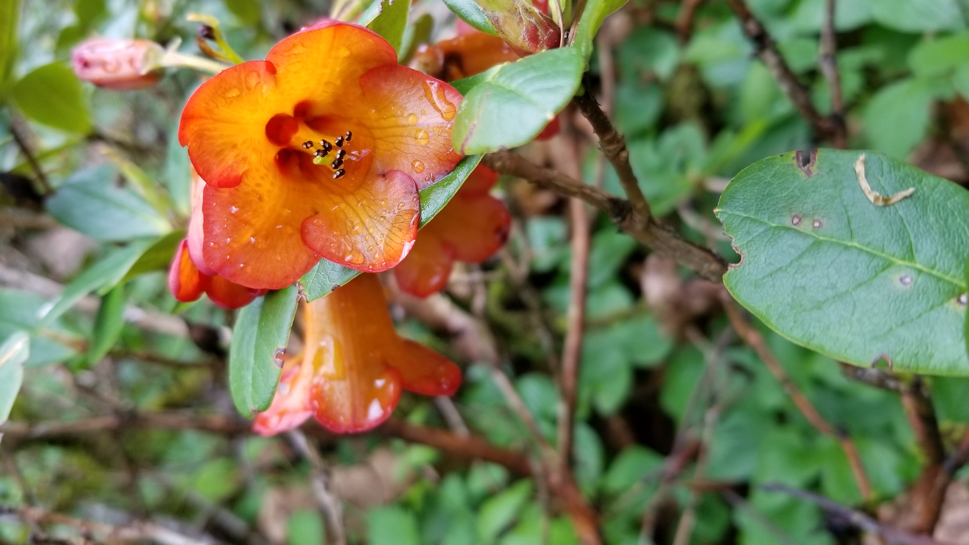 Rhododendron dichroanthum ssp dichroanthum photo