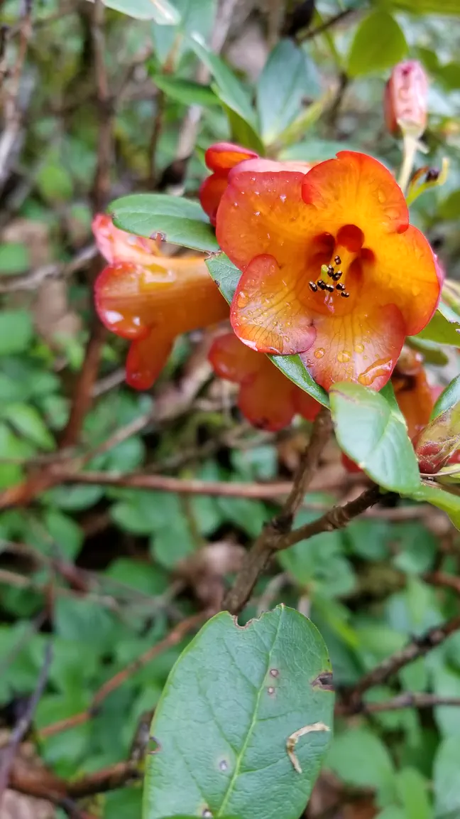 Photo of R. dichroanthum ssp dichroanthum, Species