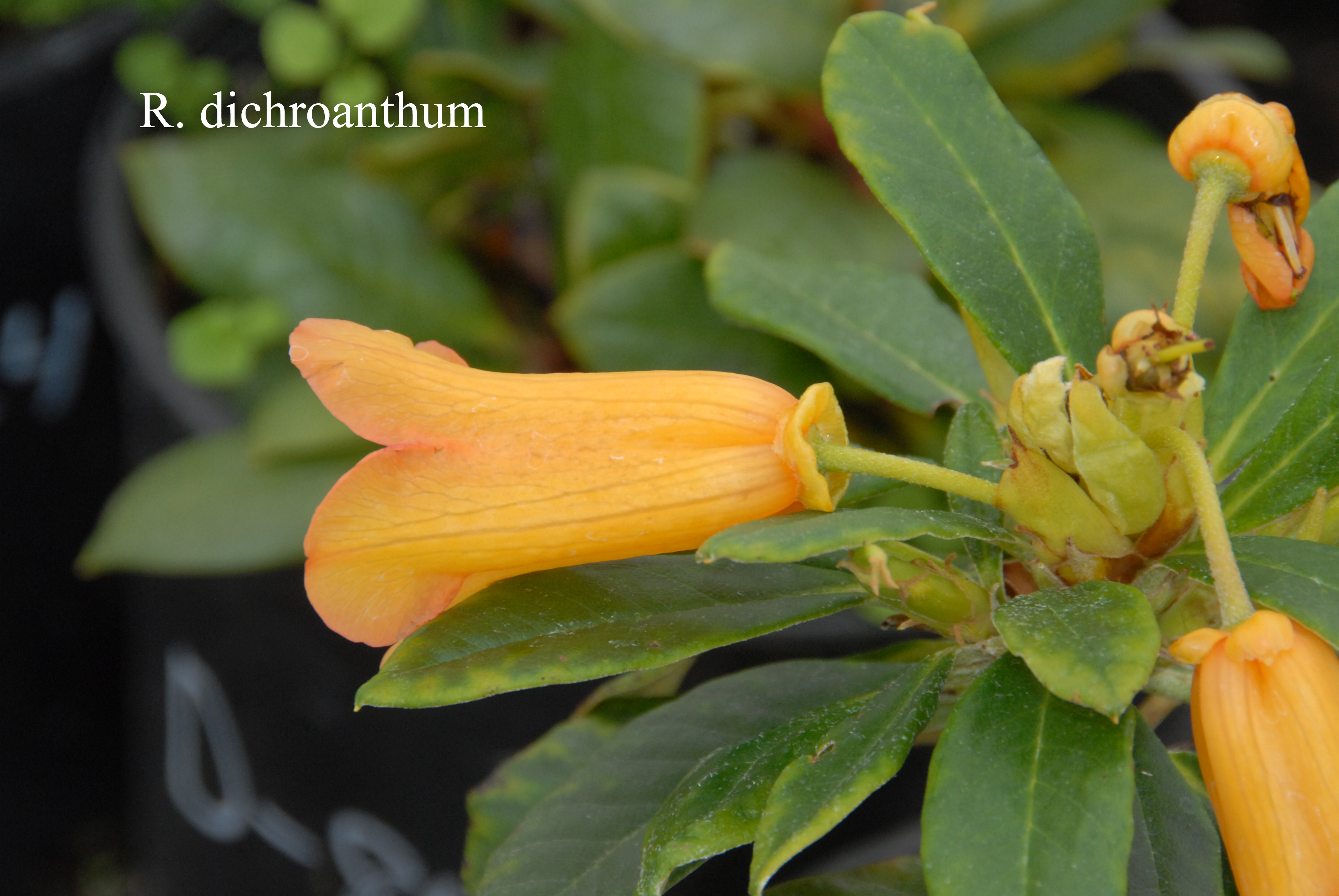 Rhododendron dichroanthum ssp dichroanthum photo
