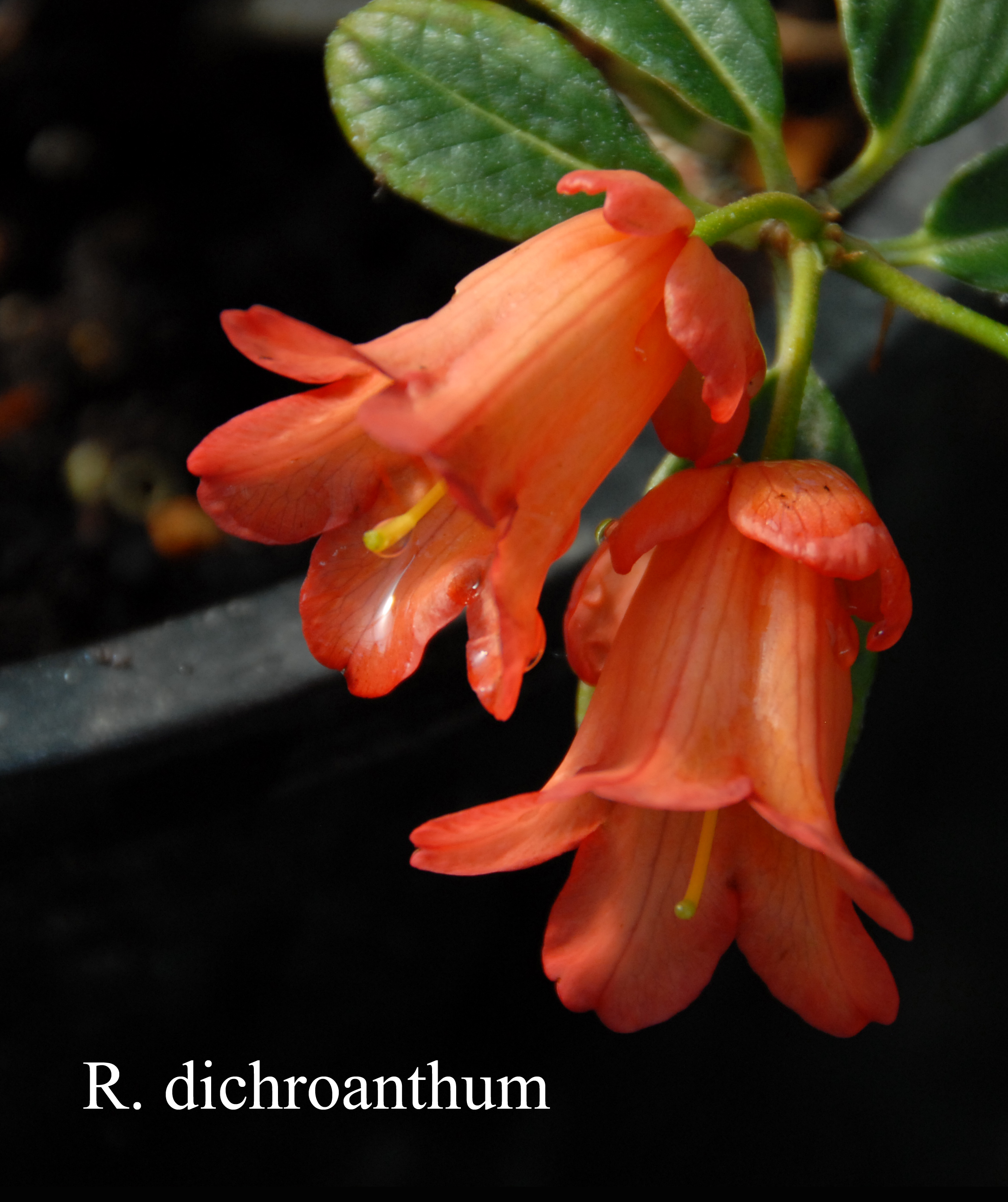 Rhododendron dichroanthum ssp dichroanthum photo