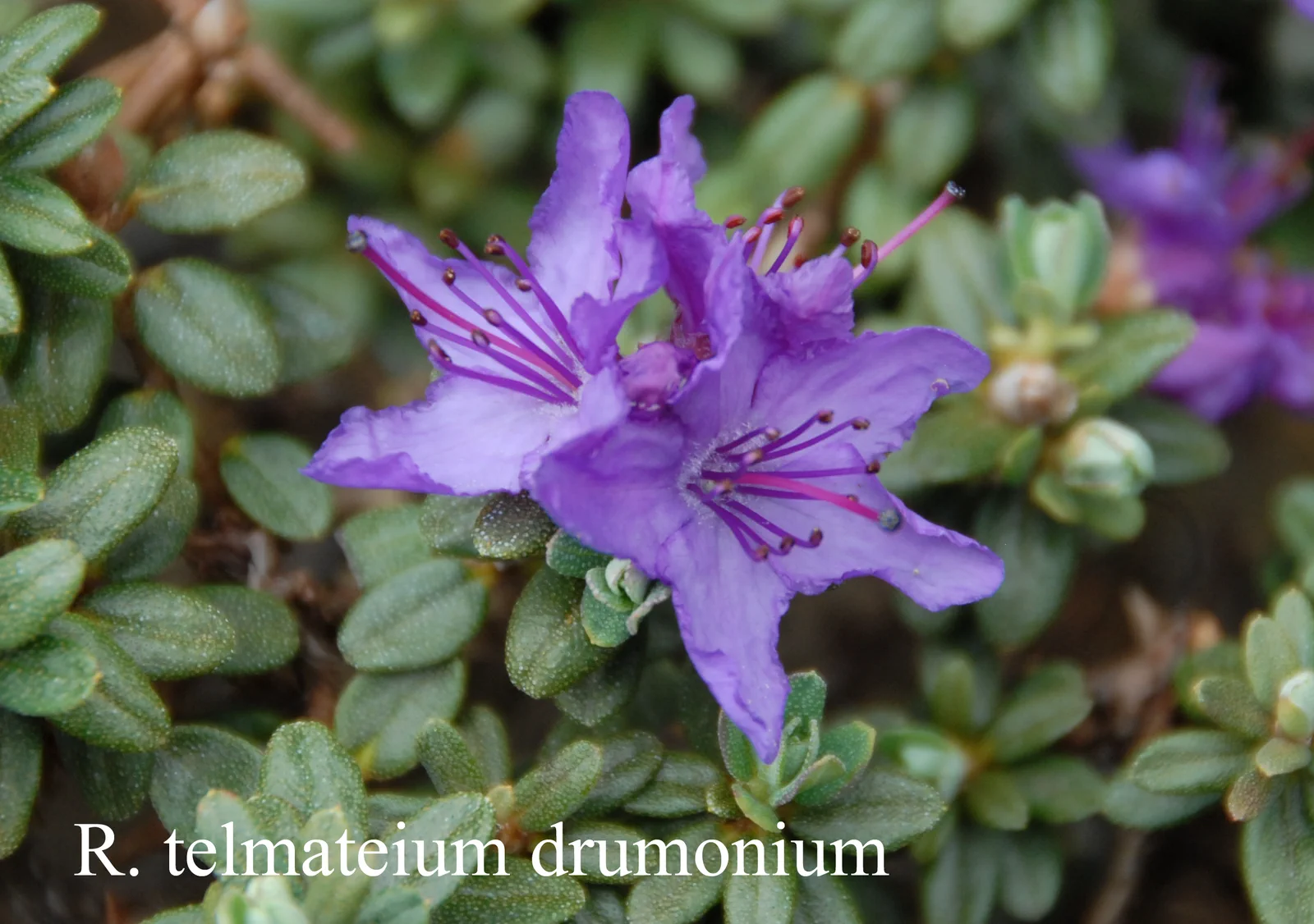 R. telmateium photo of R. telmateium. Location: Fearing's Farm Nursery, Abbotsford, BC, Canada. Photo by: Harold Fearing