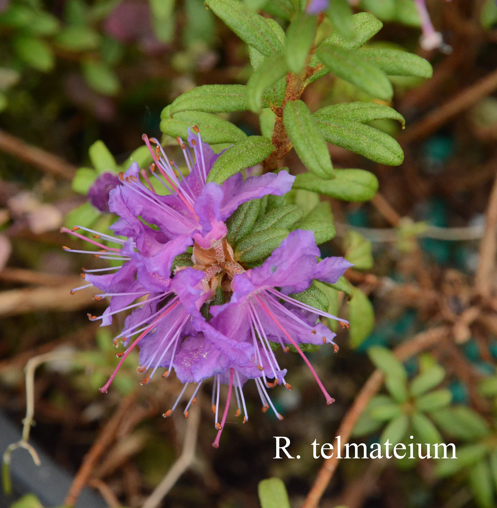 R. telmateium photo of R. telmateium. Location: Fearing's Farm Nursery, Abbotsford, BC, Canada. Photo by: Harold Fearing