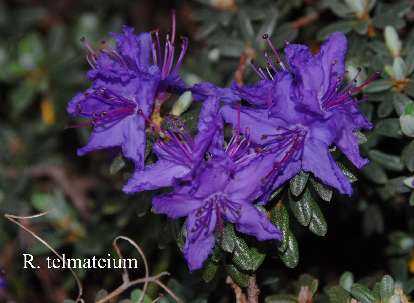 R. telmateium photo of R. telmateium. Location: Fearing's Farm Nursery, Abbotsford, BC, Canada. Photo by: Harold Fearing