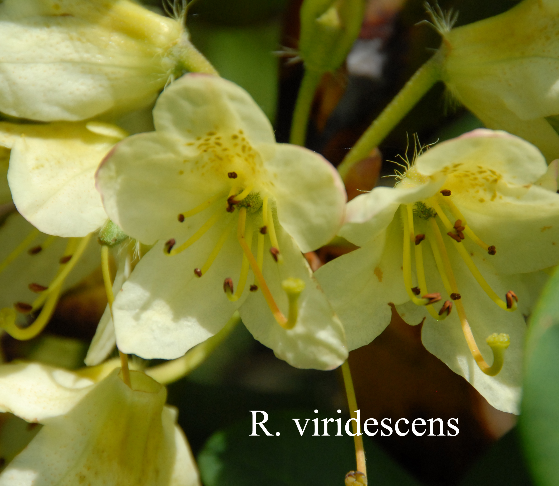 Rhododendron viridescens photo