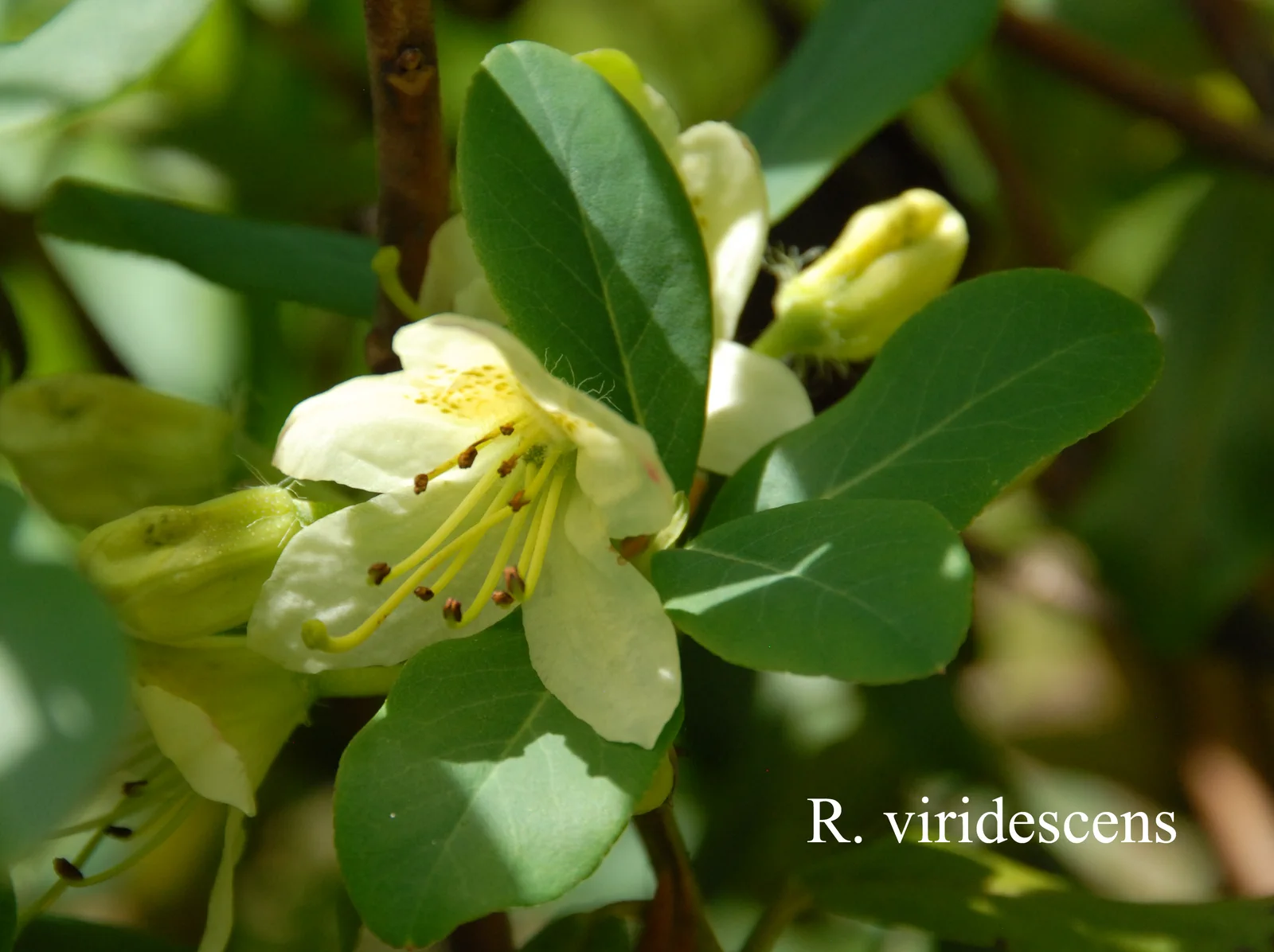 R. viridescens photo of R. viridescens. Location: Fearing's Farm Nursery, Abbotsford, BC, Canada. Photo by: Harold Fearing