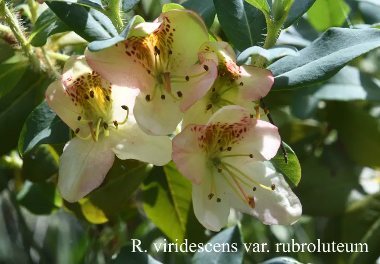 Photo of R. viridescens, Species