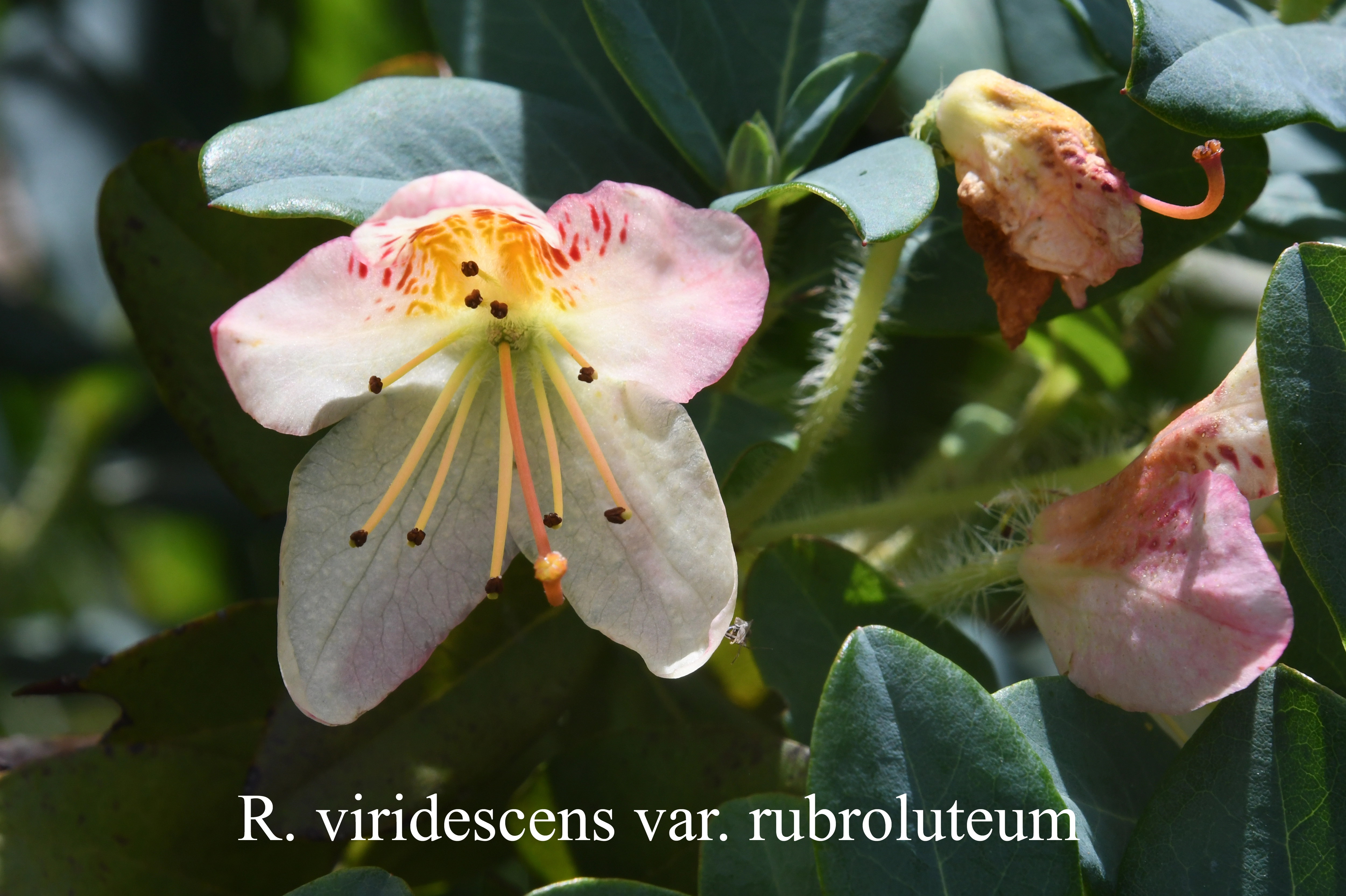 Rhododendron viridescens photo