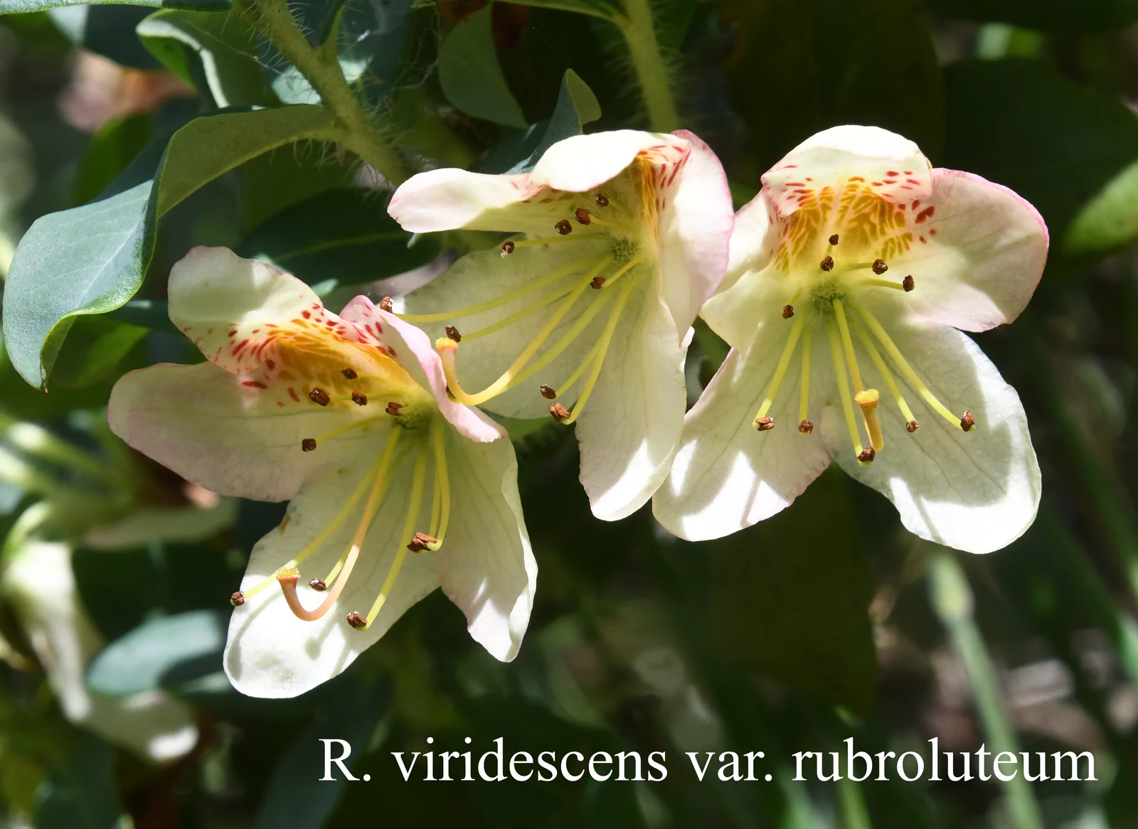 R. viridescens photo of R. viridescens. Location: Fearing's Farm Nursery, Abbotsford, BC, Canada. Photo by: Harold Fearing