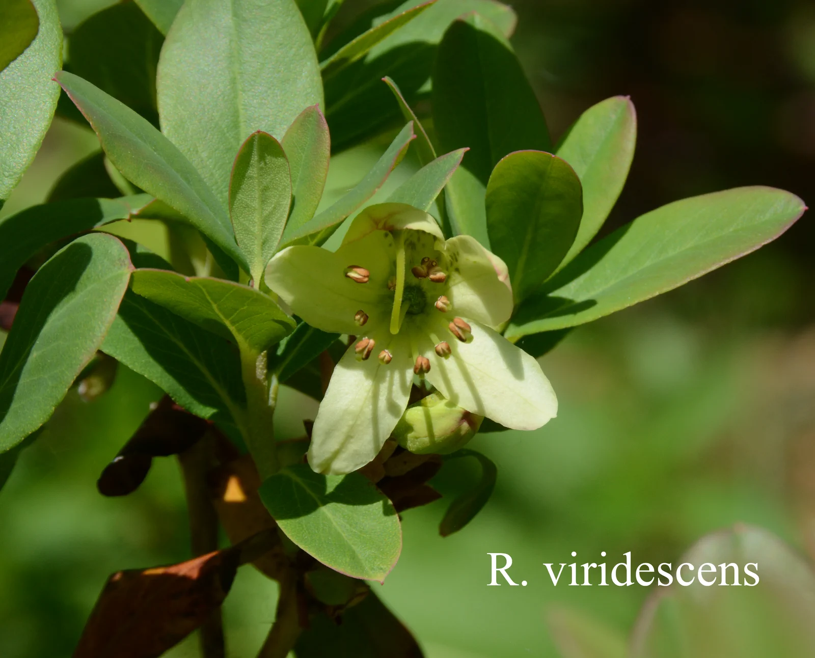 R. viridescens photo of R. viridescens. Location: Fearing's Farm Nursery, Abbotsford, BC, Canada. Photo by: Harold Fearing