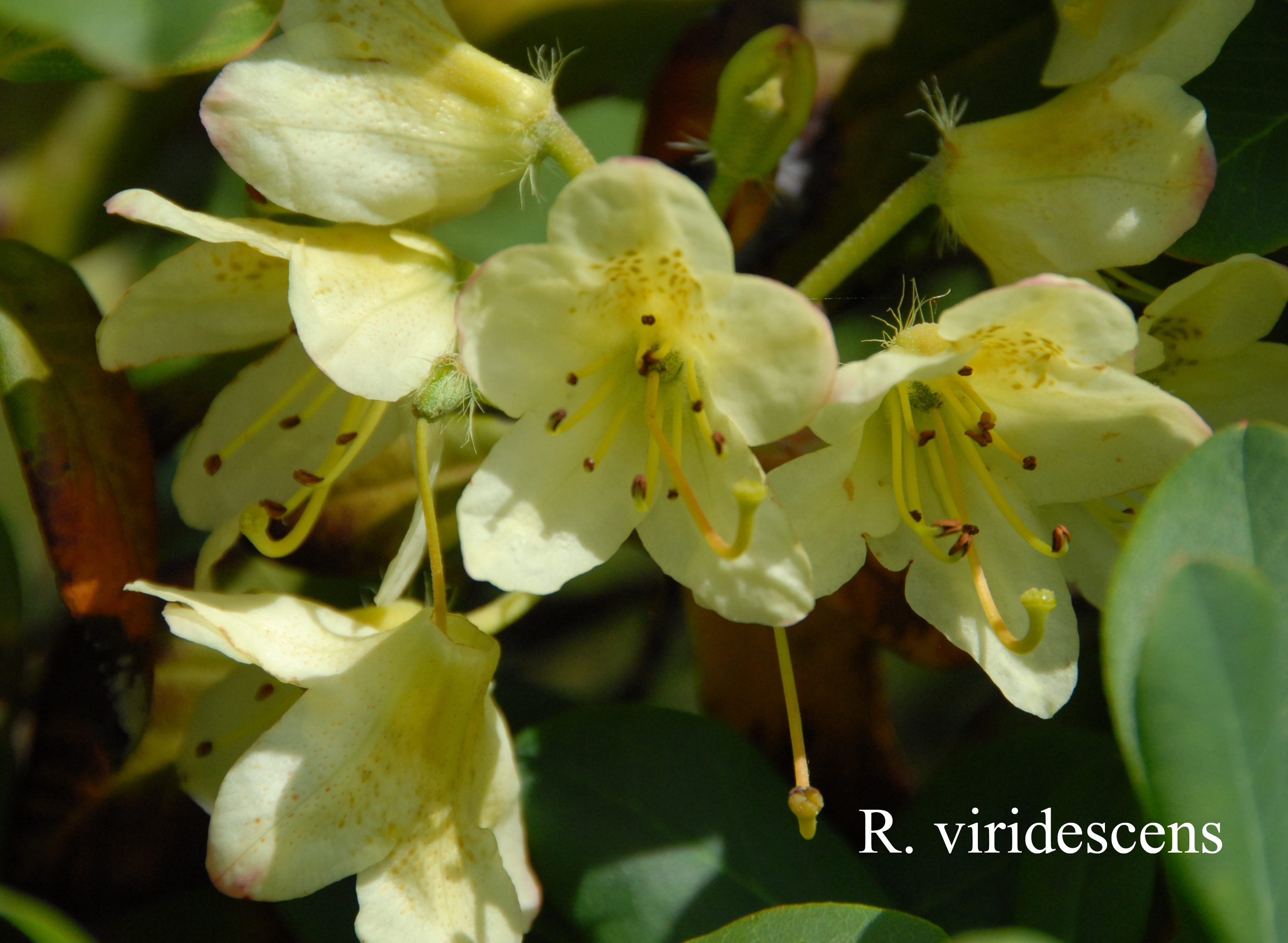 Rhododendron viridescens photo
