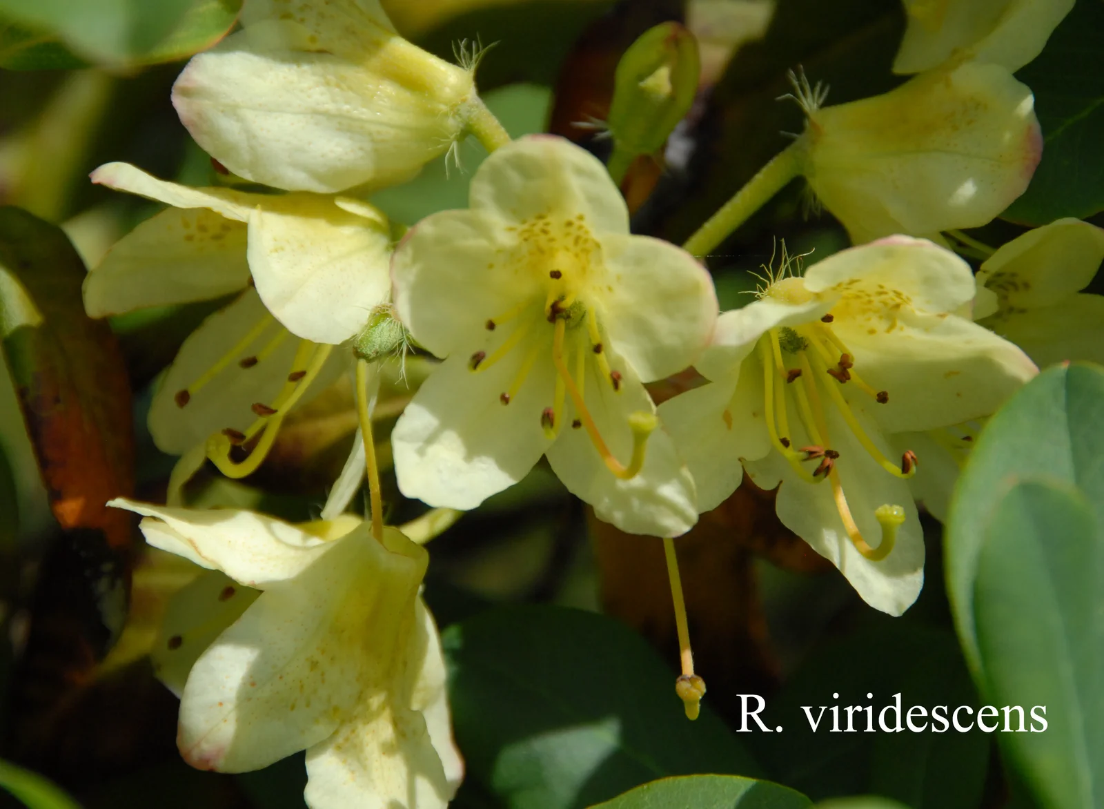 R. viridescens photo of R. viridescens. Location: Fearing's Farm Nursery, Abbotsford, BC, Canada. Photo by: Harold Fearing