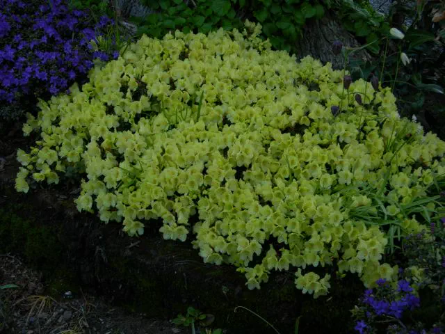 Photo of R. 'Wren', Rhododendron Hybrid