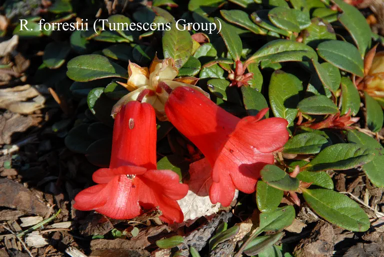 Photo of R. forrestii ssp papillatum, Species