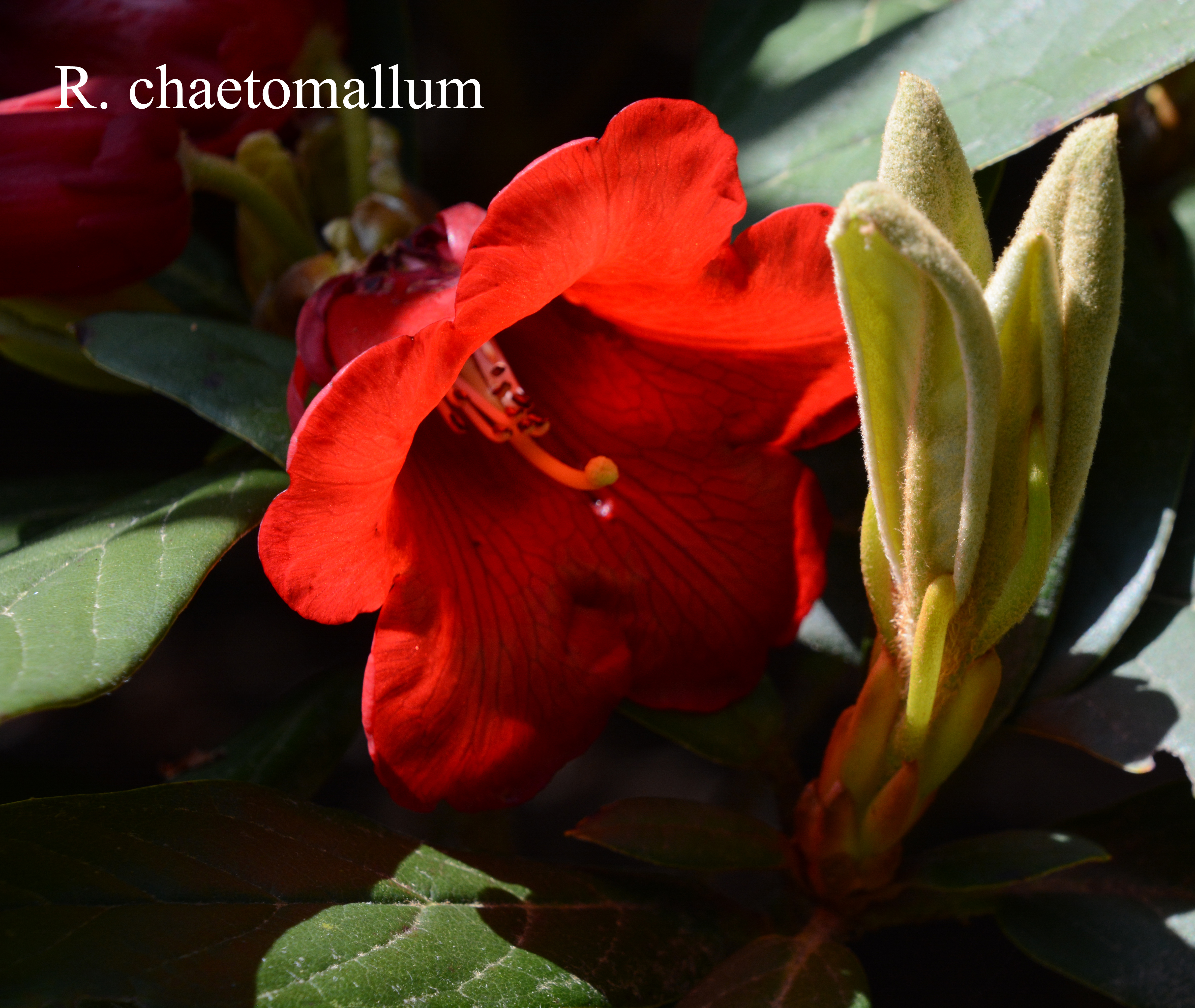 Rhododendron haematodes ssp chaetomallum photo