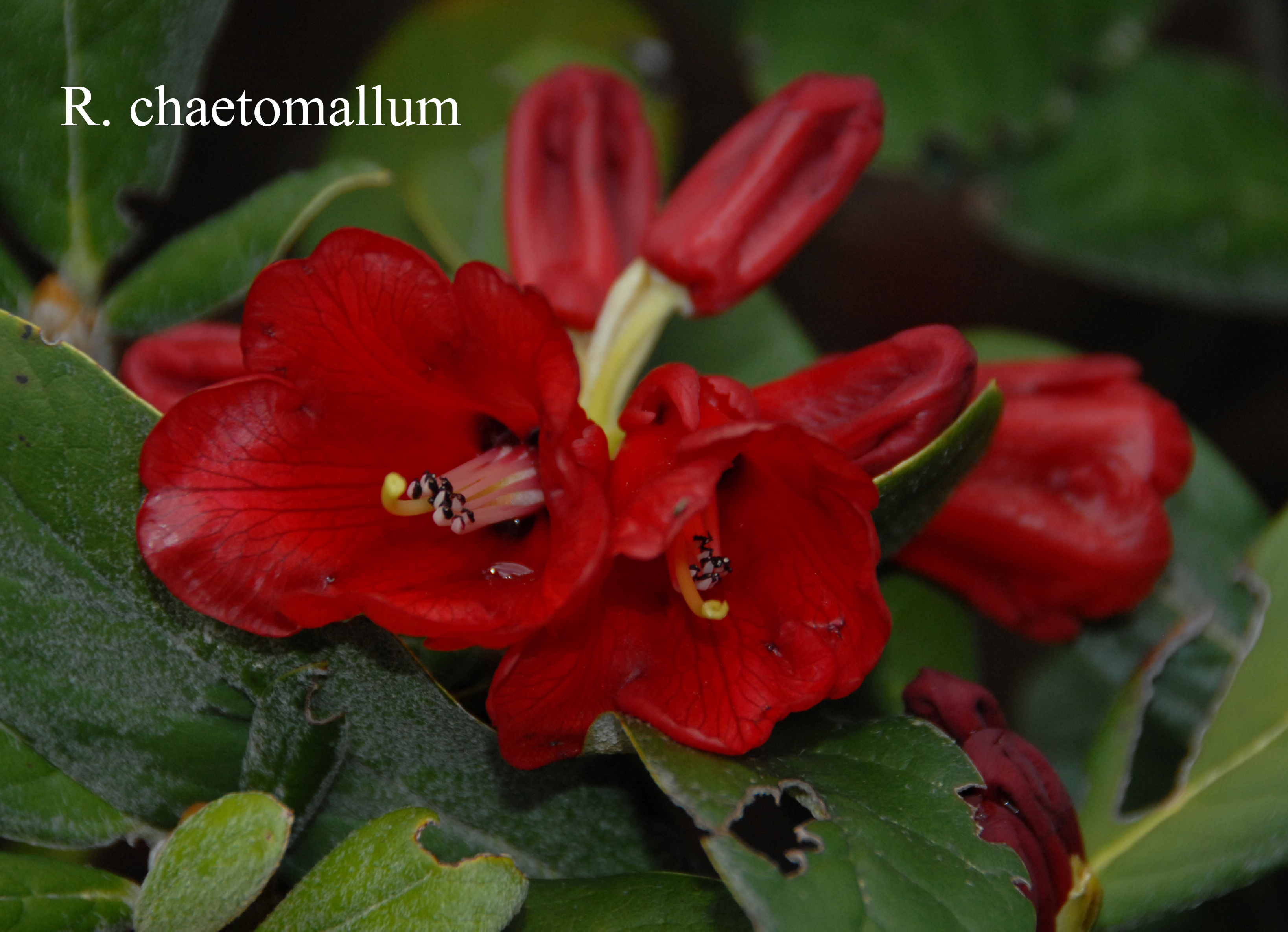 Rhododendron haematodes ssp chaetomallum photo