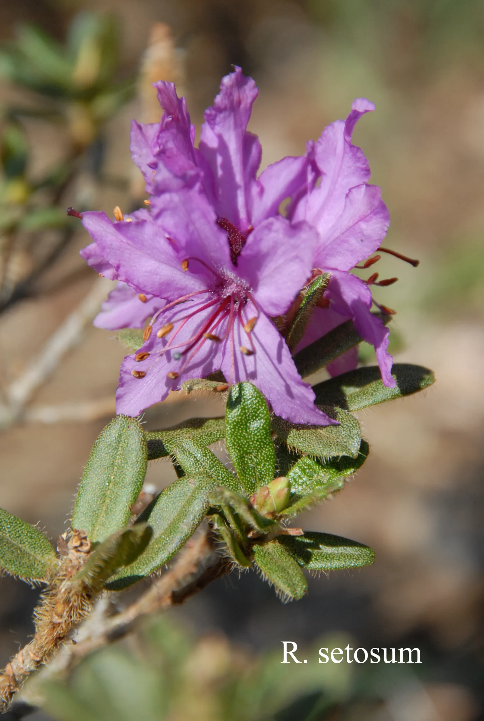 R. setosum photo of R. setosum. Location: Fearing's Farm Nursery, Abbotsford, BC, Canada. Photo by: Harold Fearing