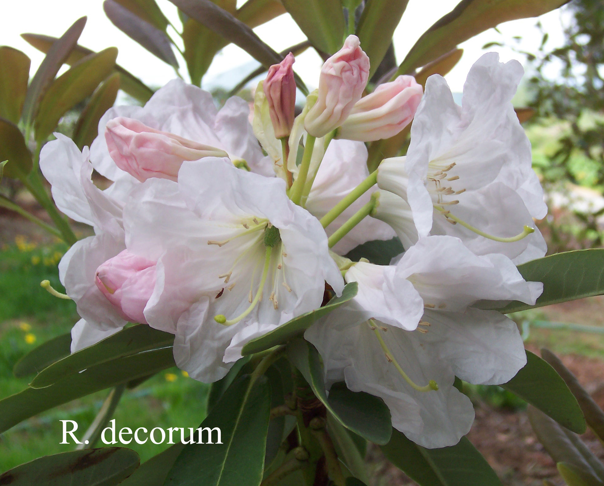 Rhododendron decorum ssp decorum photo