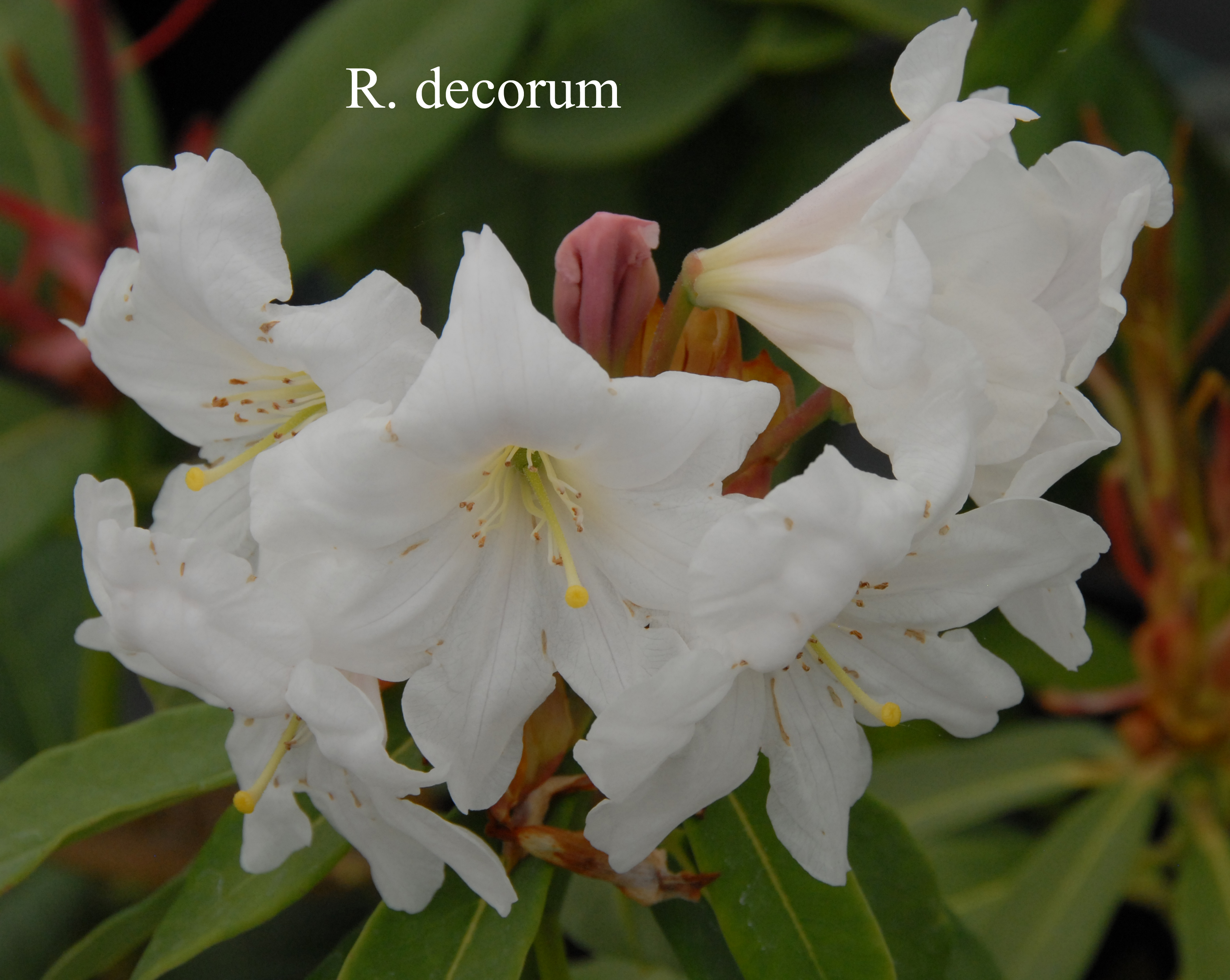 Rhododendron decorum ssp decorum photo