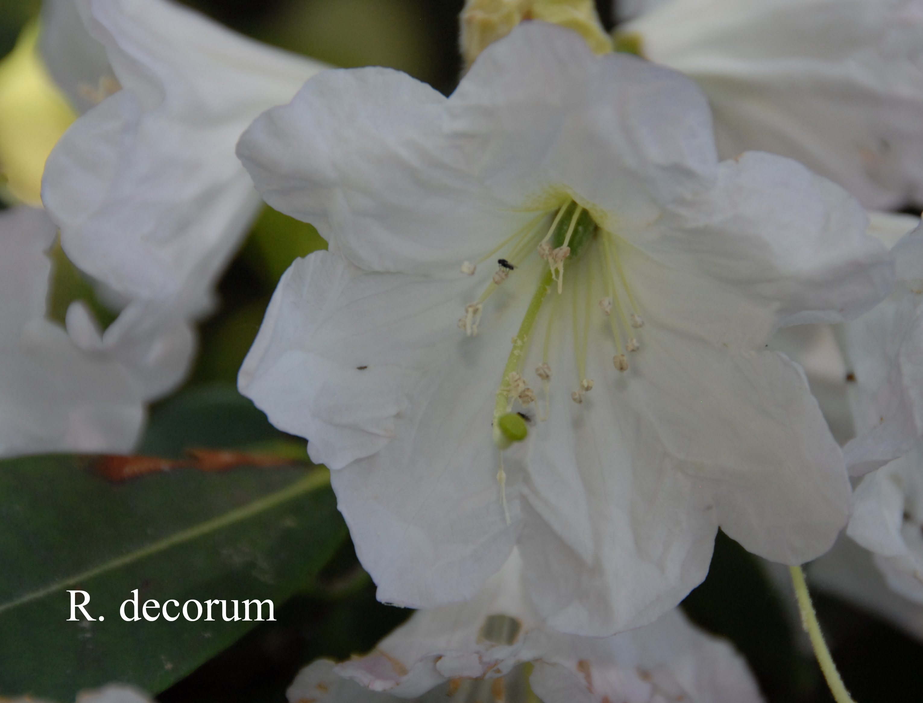 Rhododendron decorum ssp decorum photo