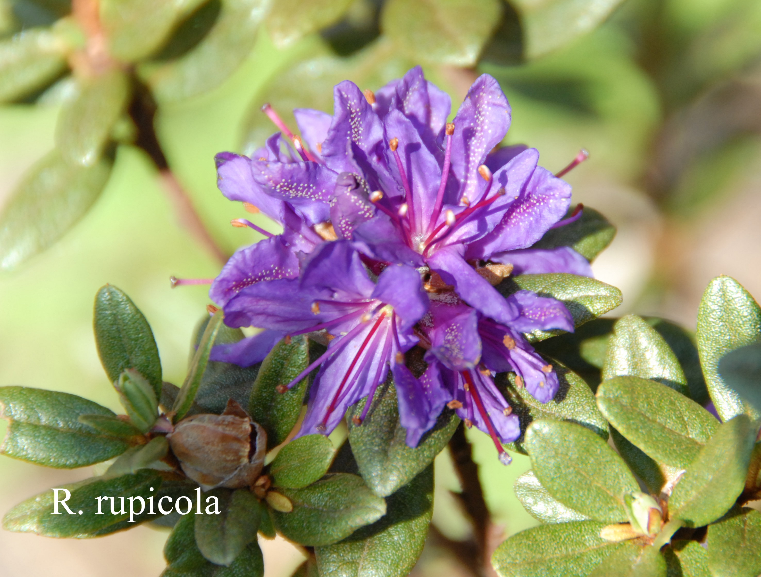 Rhododendron rupicola var rupicola photo